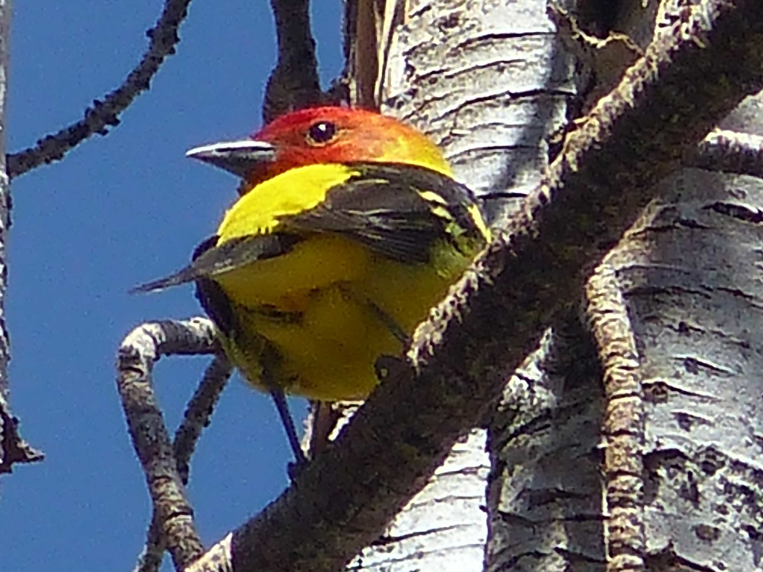 bh t P1160189 Western Tanager.jpg