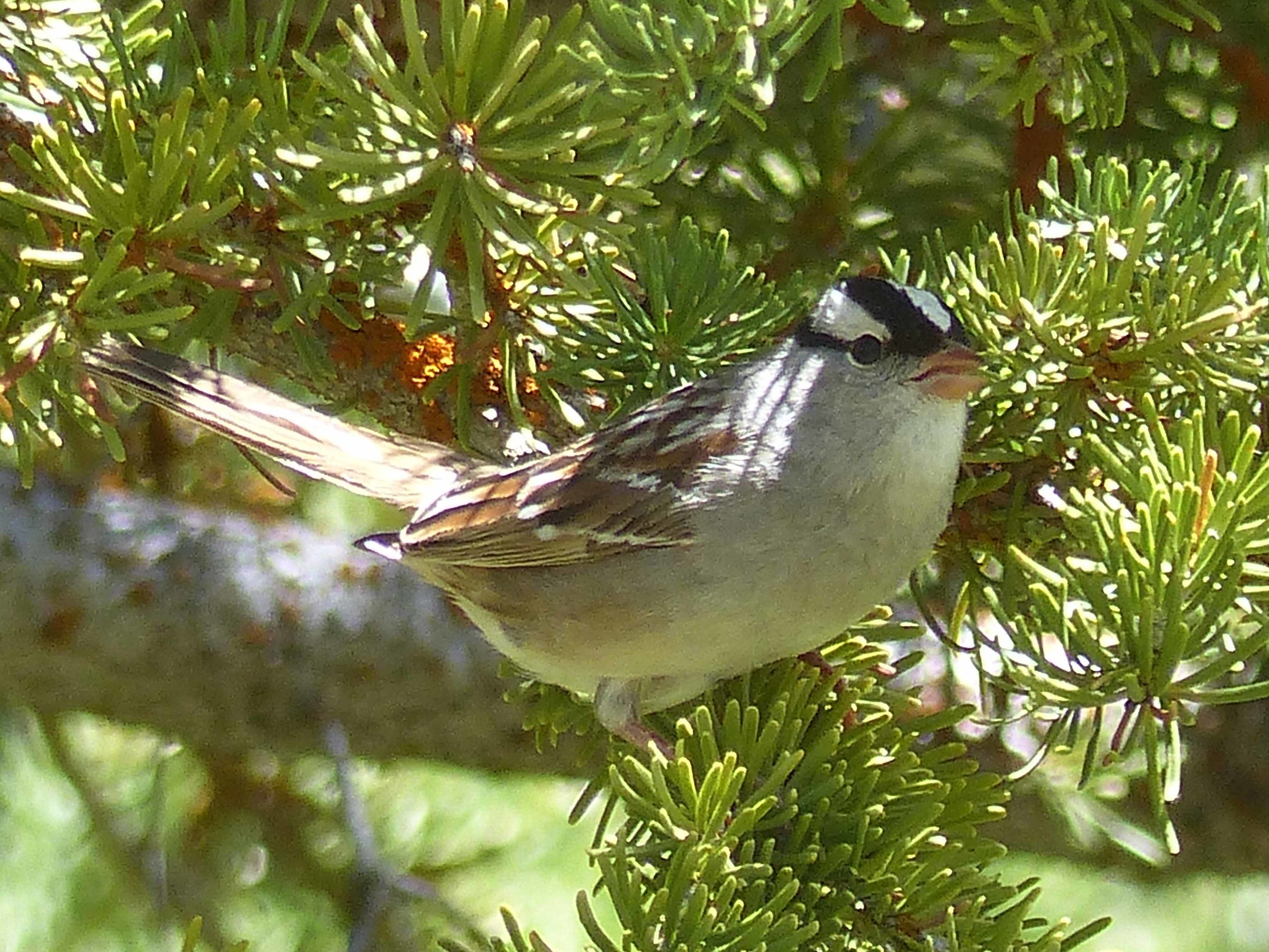 bc P1160201 Whitecrown Sparrow.jpg