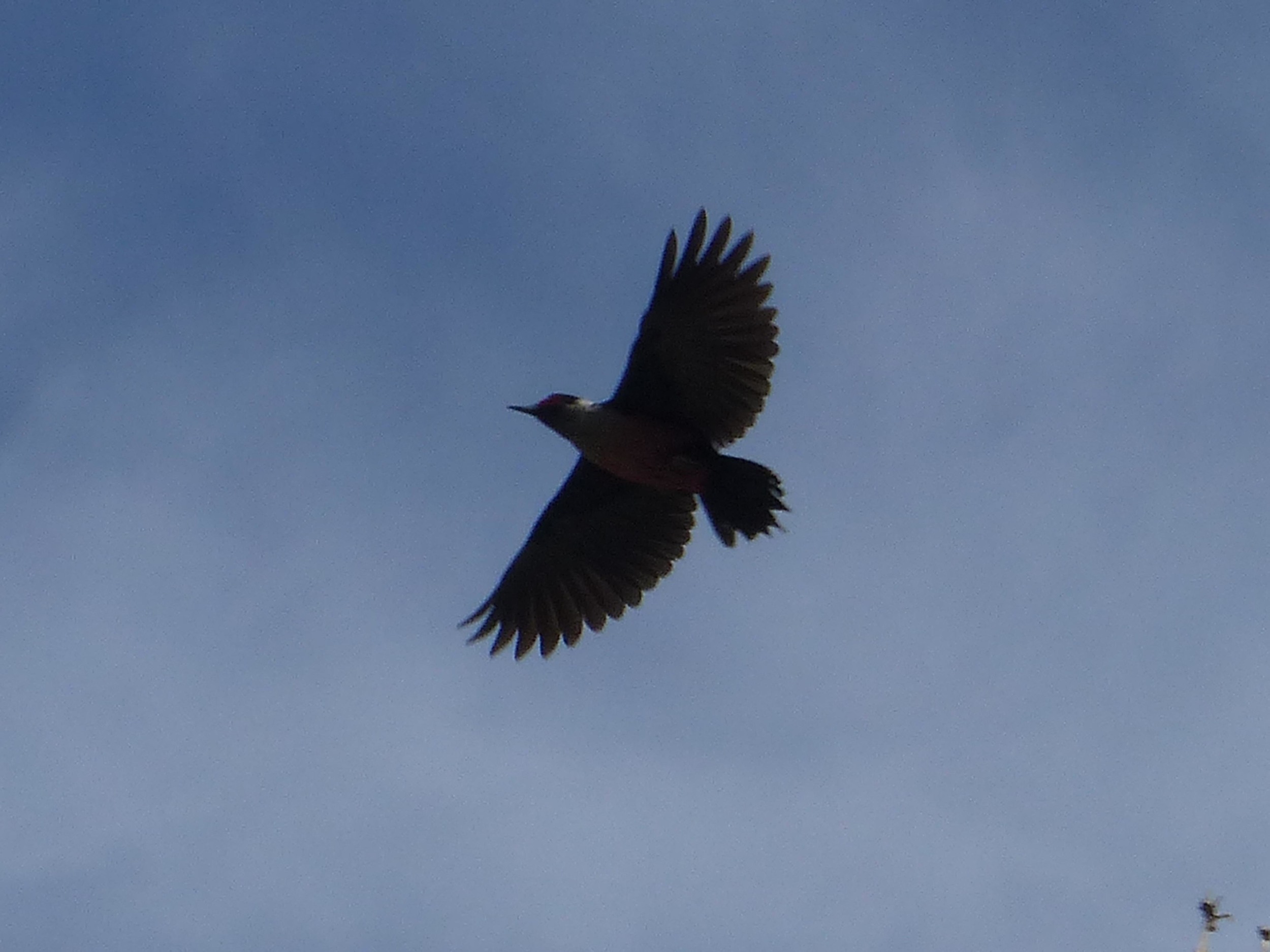 bhm P1160274 Lewiss Woodpecker flying.jpg