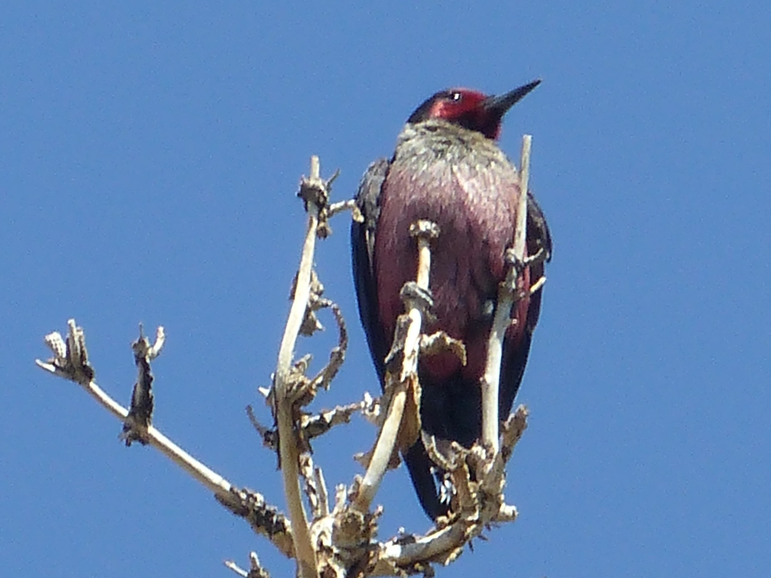 bhm P1160290 Lewiss perched.jpg