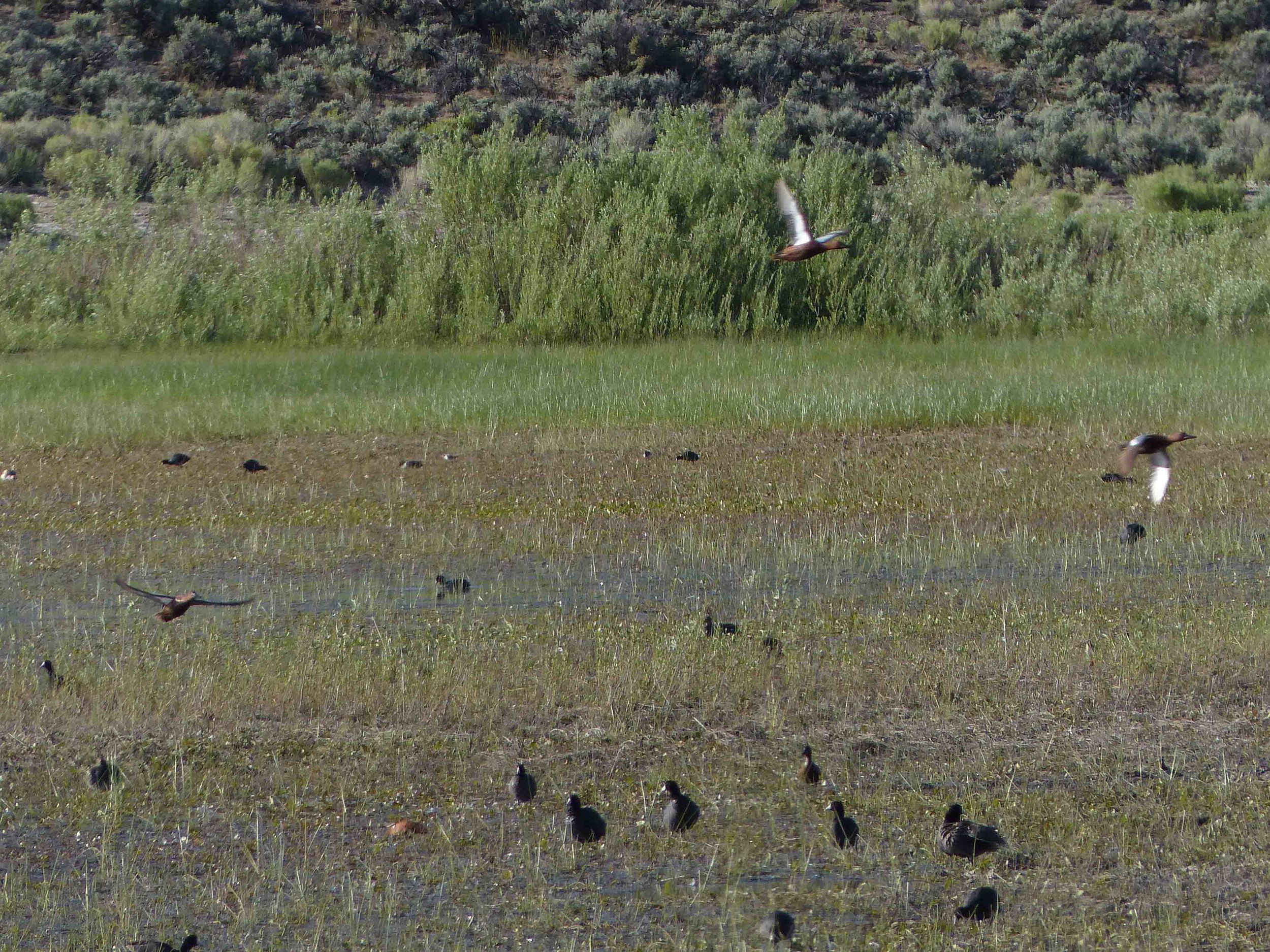 br P1160442 Coots.jpg