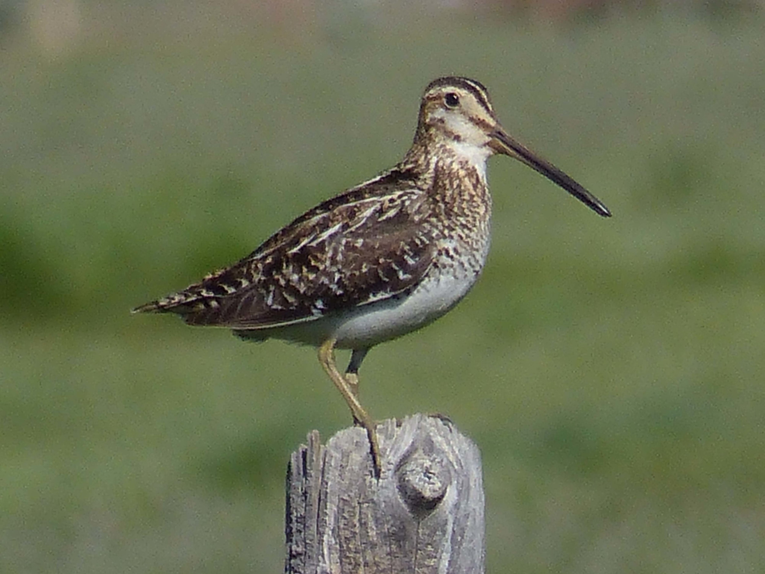 bm P1160490 Wilsons snipe.jpg