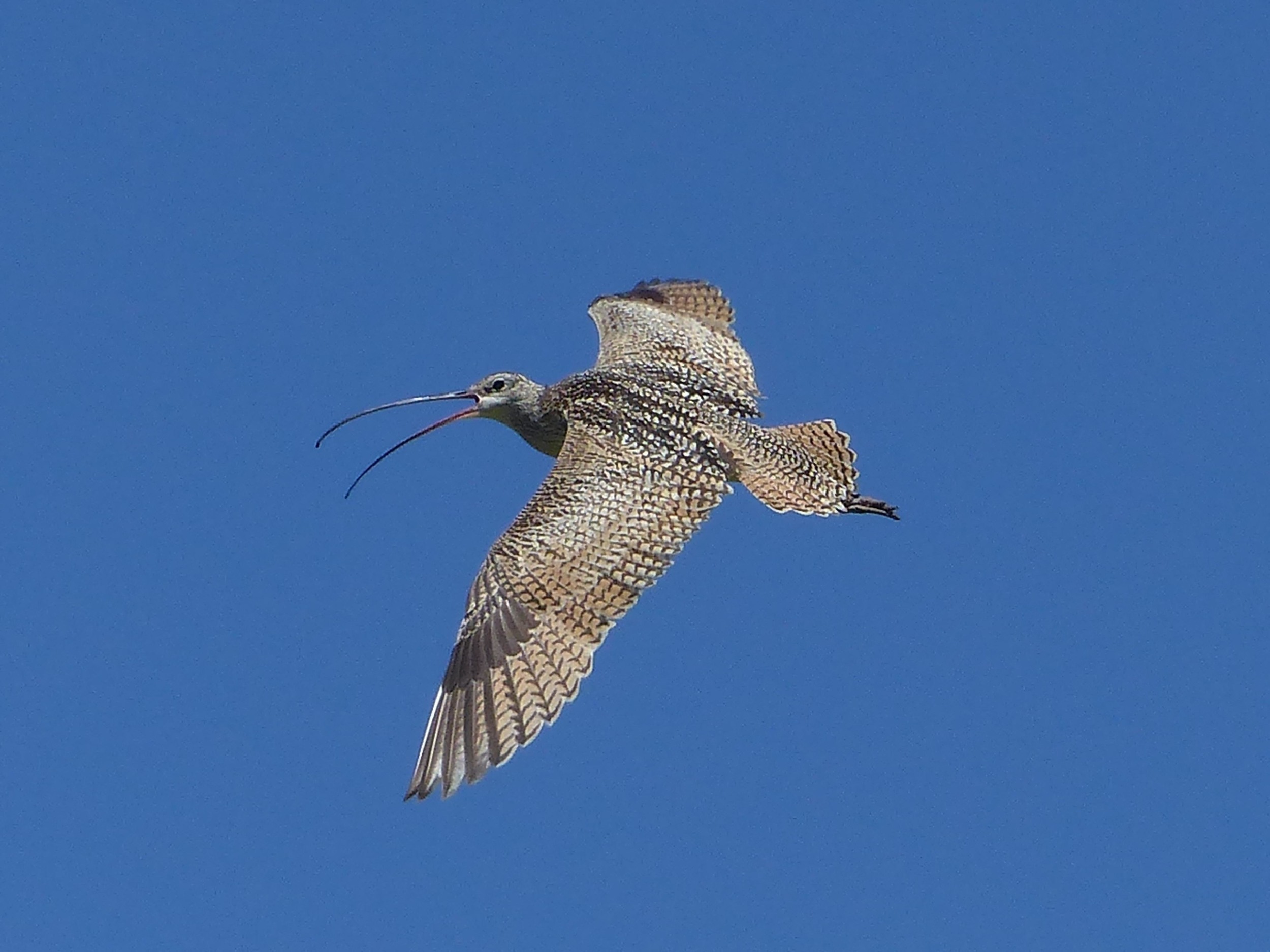 bm P1160521 Long-billed Curlew.jpg