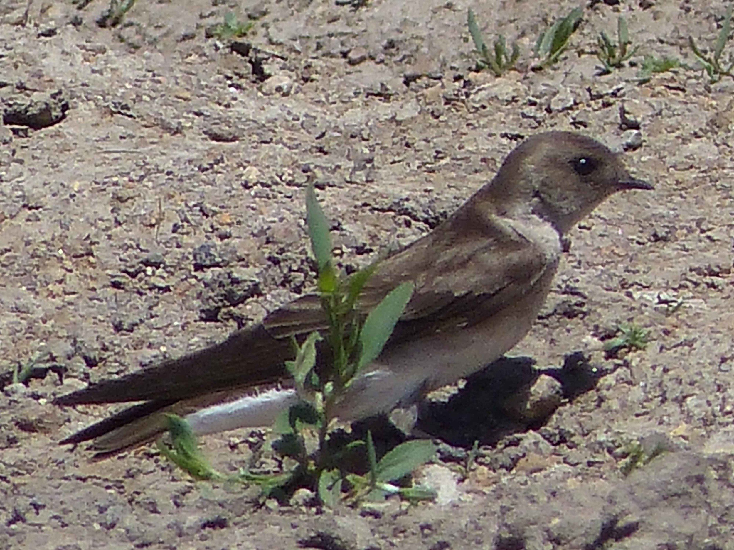 bcs P1160579 Northern Rough-winged Swallow.jpg