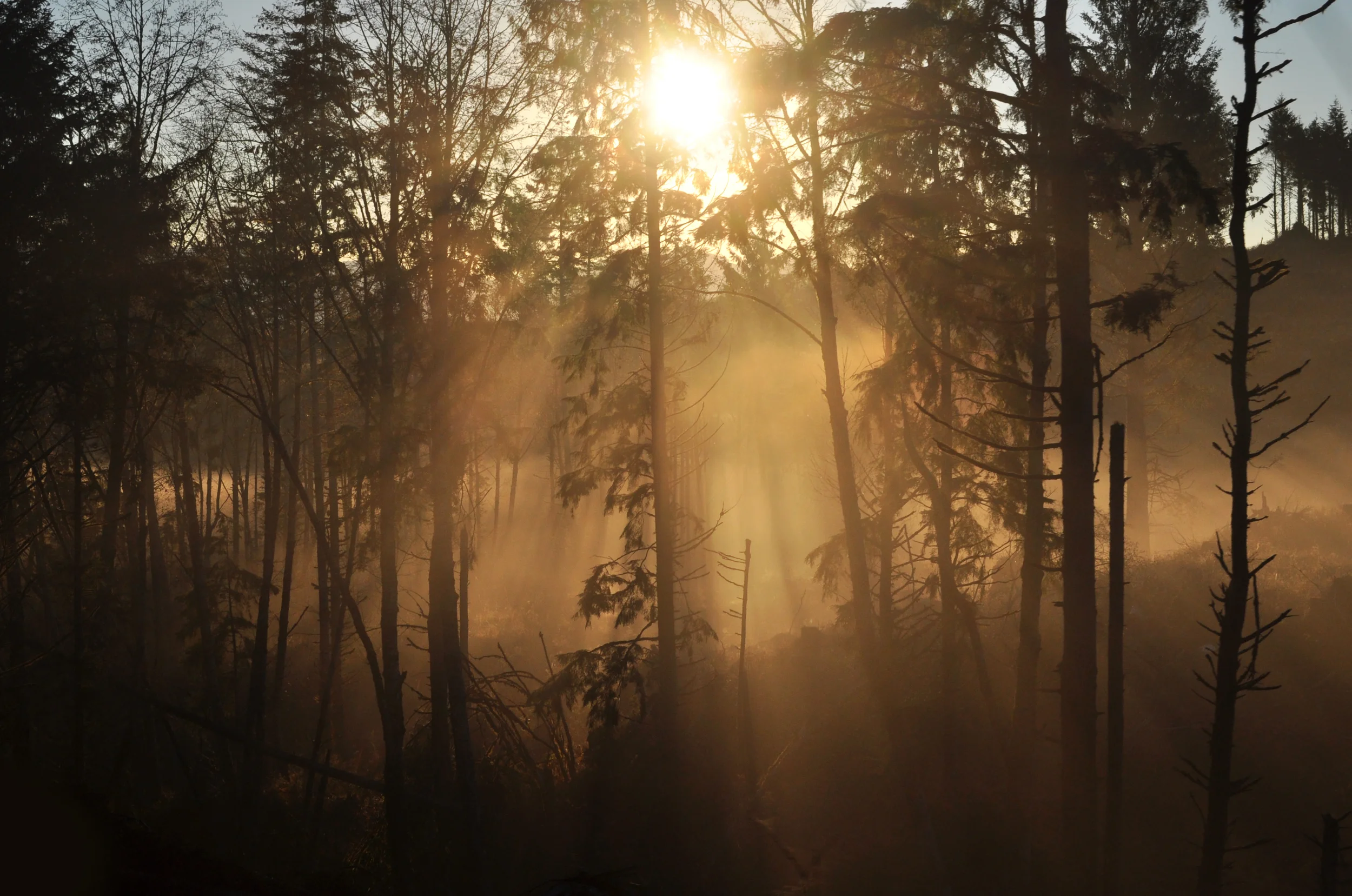 SunriseTrees.JPG