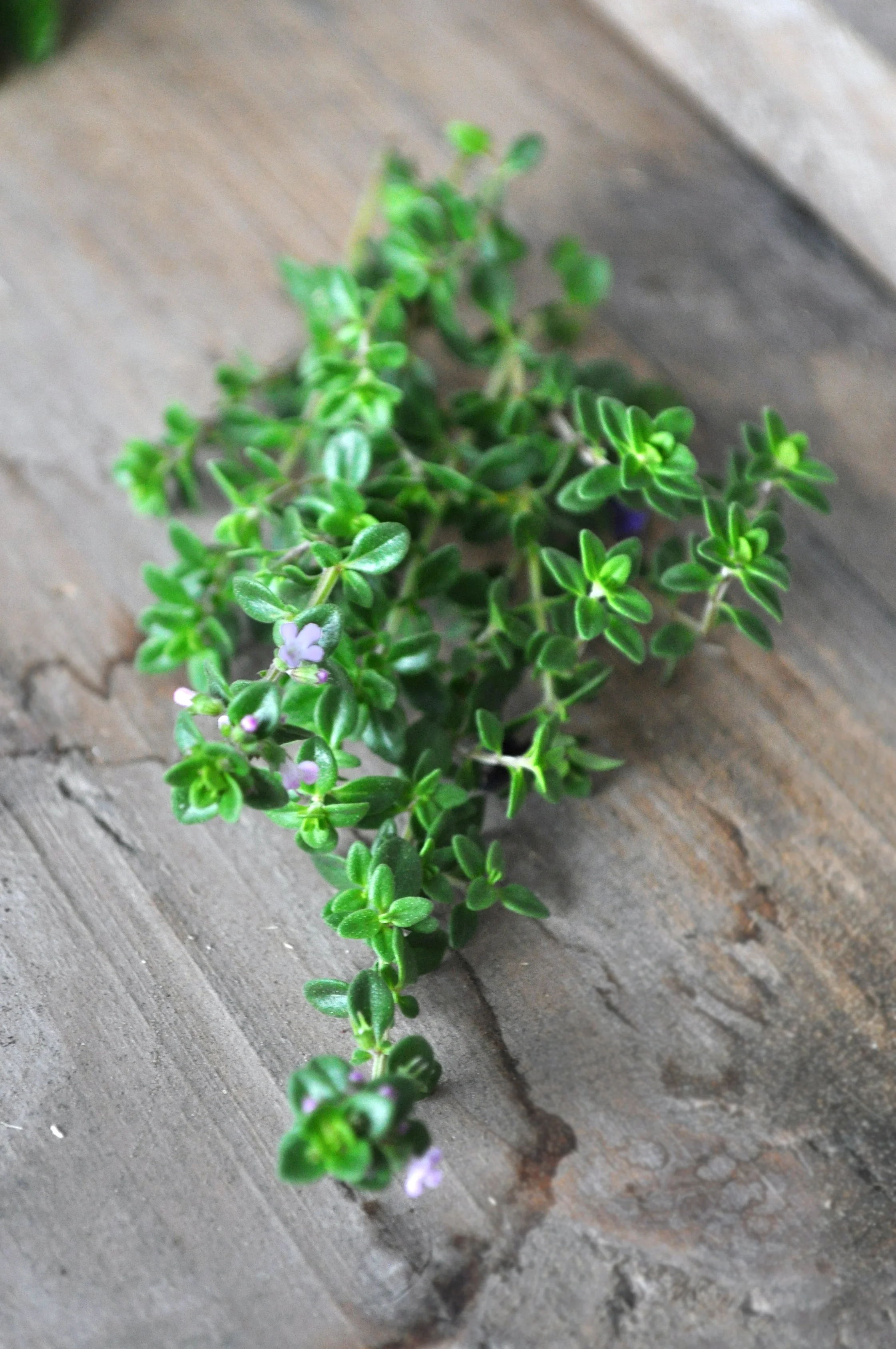 Thyme.JPG