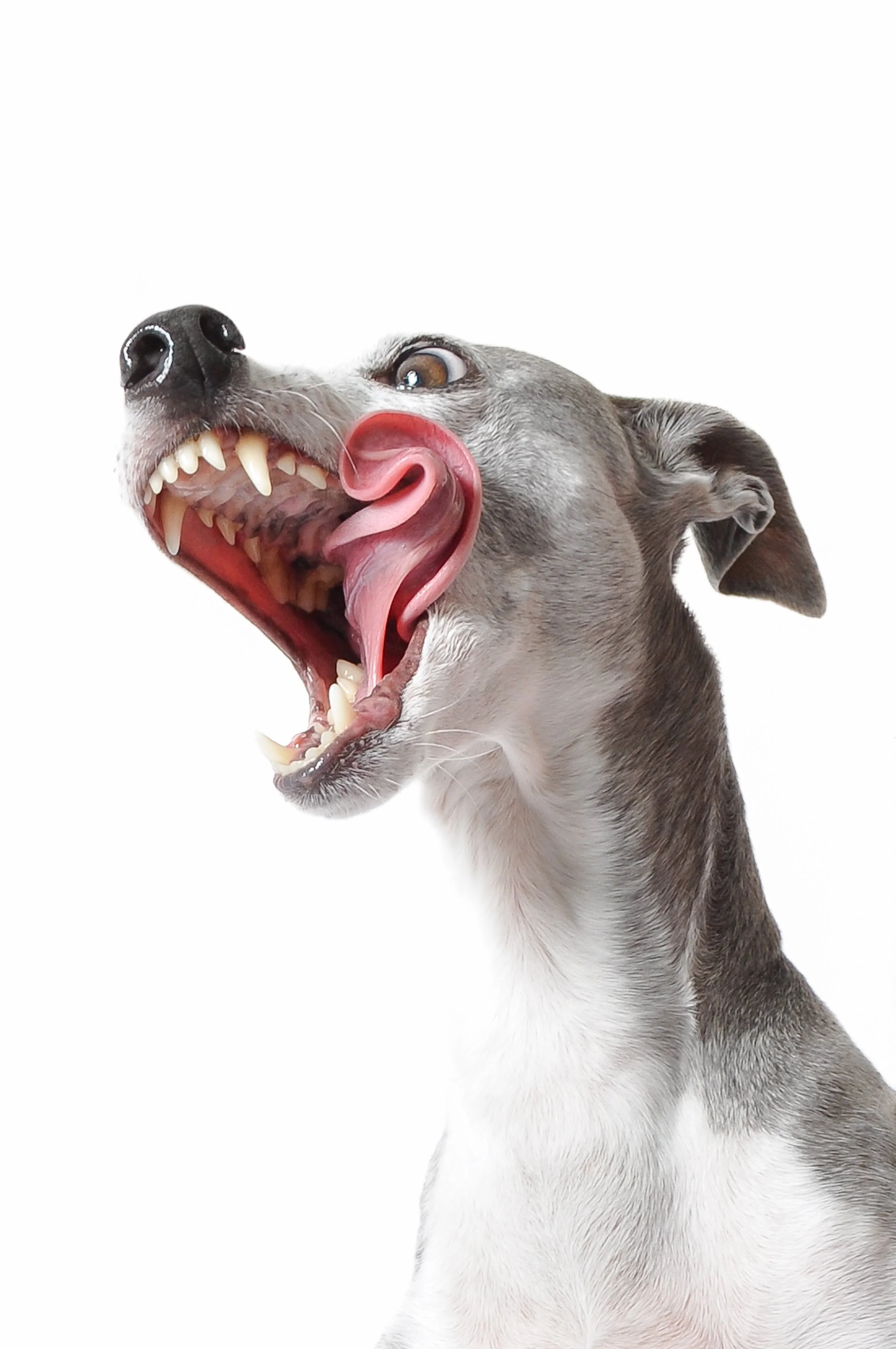 IggyChew.jpg