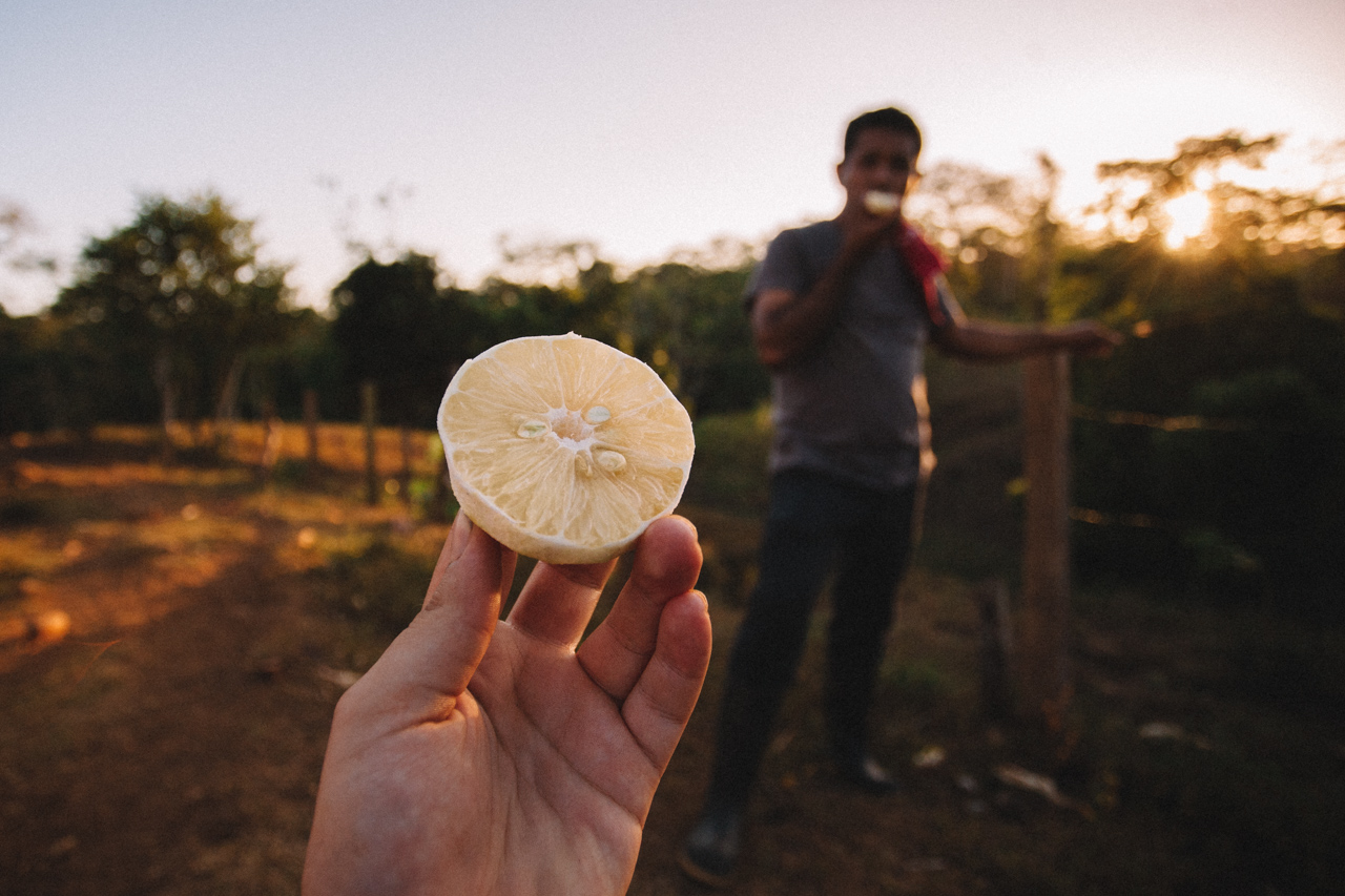 Everyday you learn something new - it' not an orange. It's 'lemon dulce' (sweet lemon)