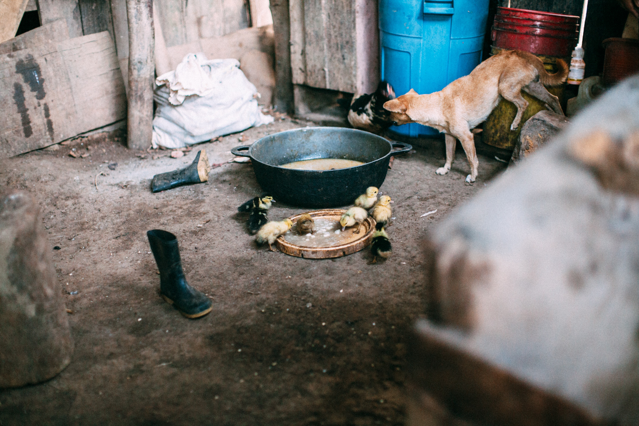 Little ducklings. During the night, while sleeping, they we attacked constantly by ants. The ants bite duckling causing paralysis. Then they it it alive. Most of the homes are of dirt floors and wooden boards for walls, and people live with their animals. 