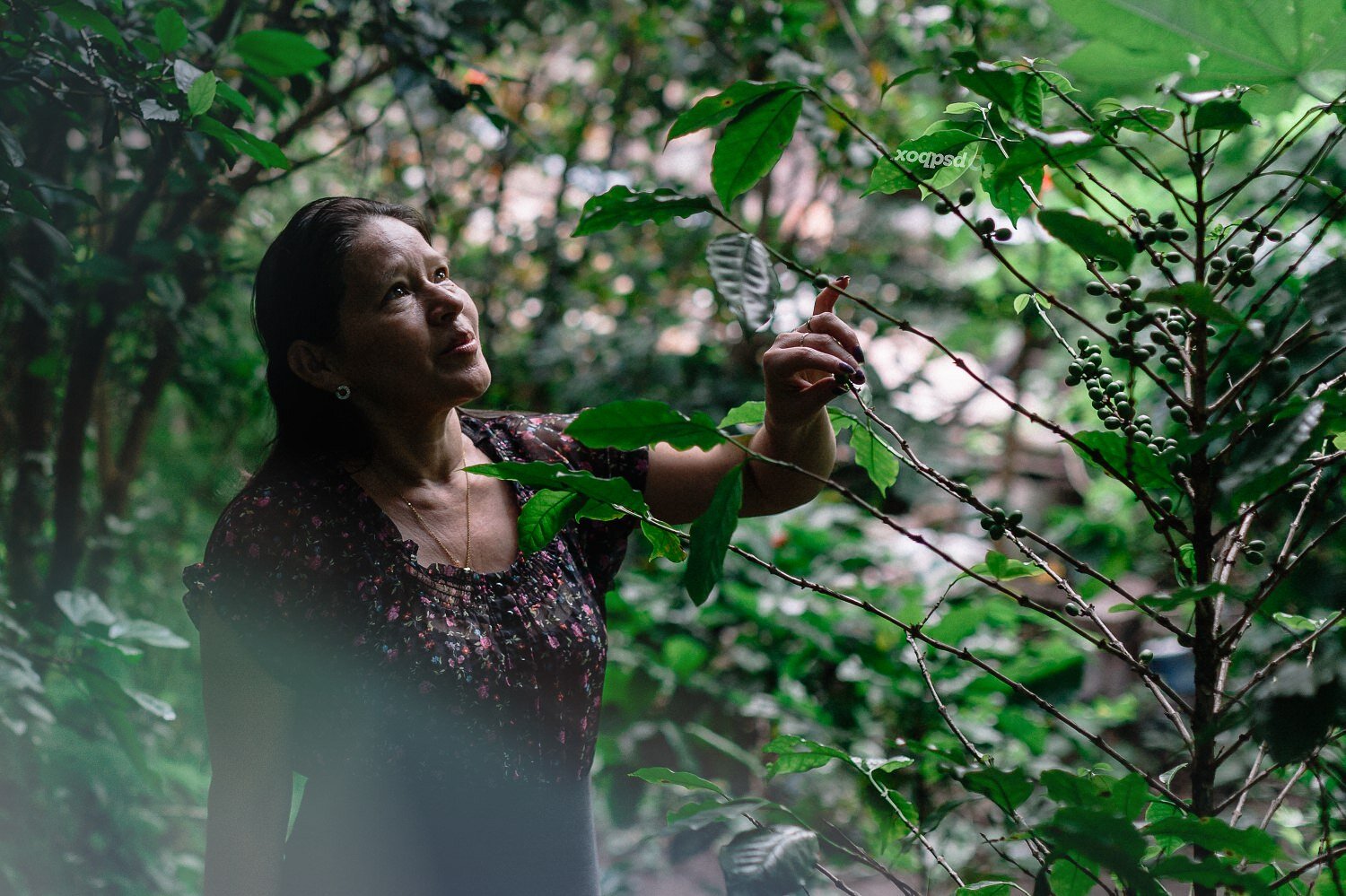 Coffee Producer reviewing Plants Photography-Exposure.jpg