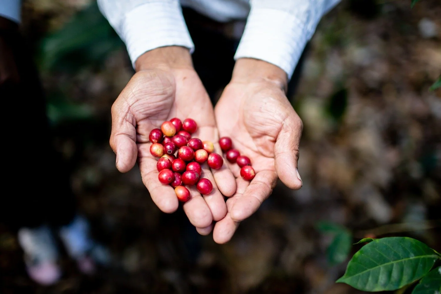Coffee beans photograpy Guatemala Colombia-Exposure.jpg