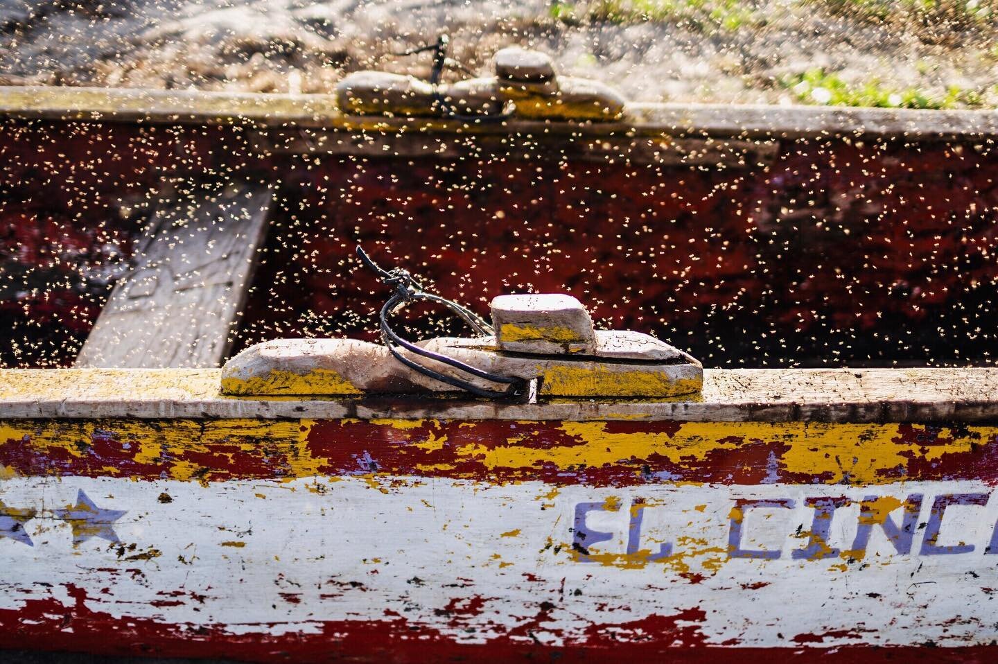 Flies and an old boat. I like the play of colors. #ometepe