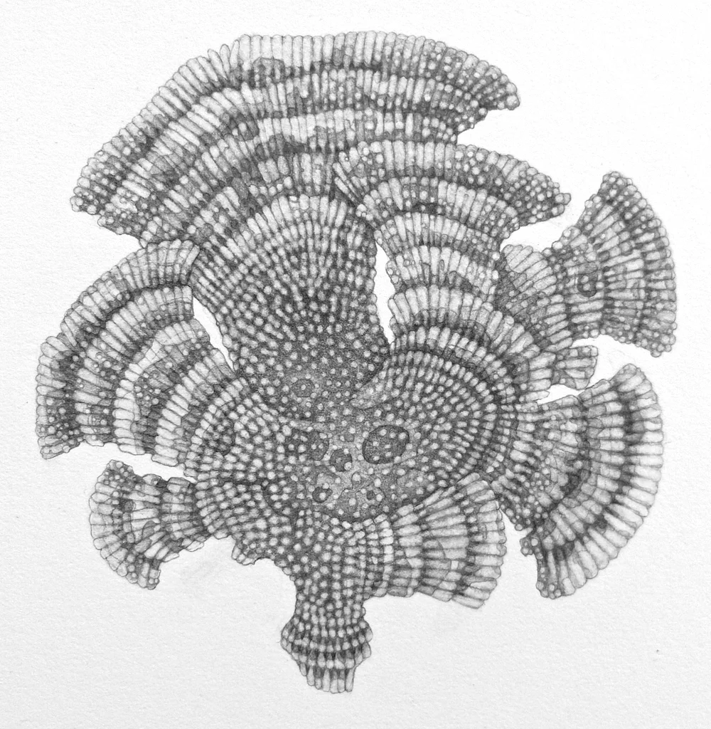 Turkey Tails