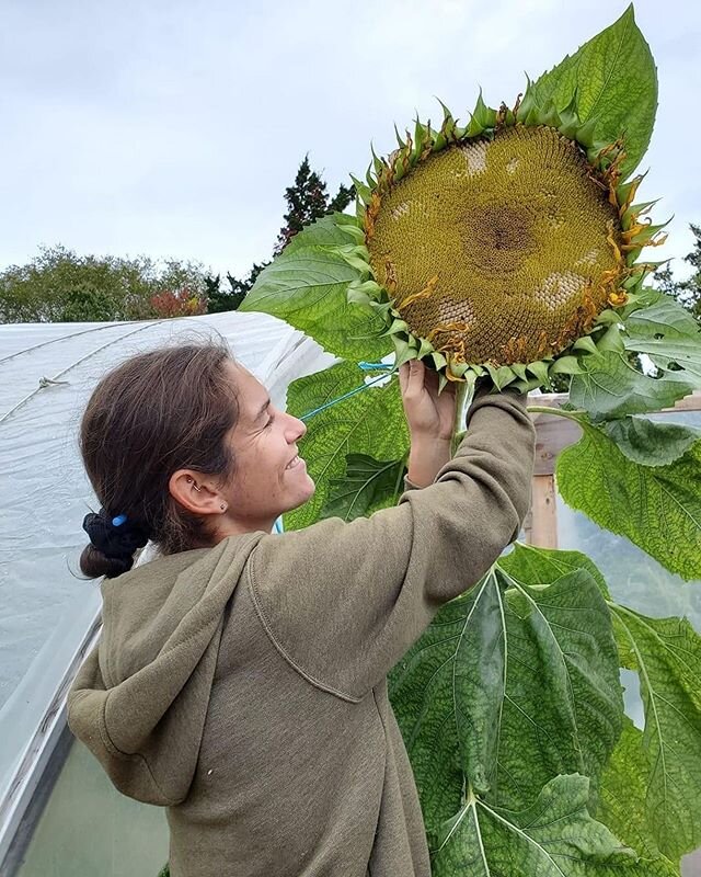 Got locally grown organic food? MYS teacher Emma Sutphen teaching tonight at 6pm, Tuesday at 5pm and Sunday at 5:30pm can also be found in the Giving Garden in Coogan Farm in Mystic where she works to restore and build healthy soil to grow nutrient d