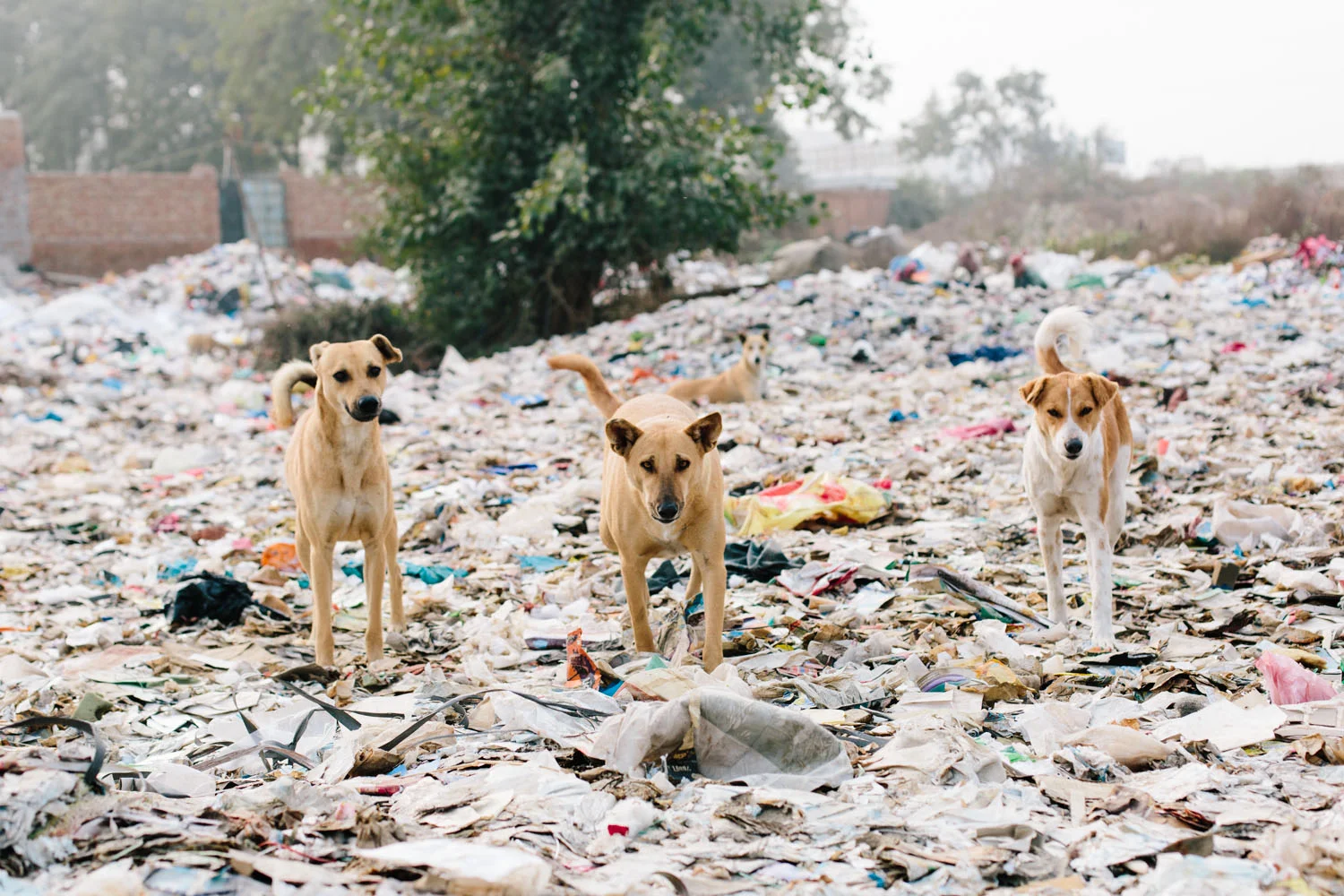 india-46.jpg