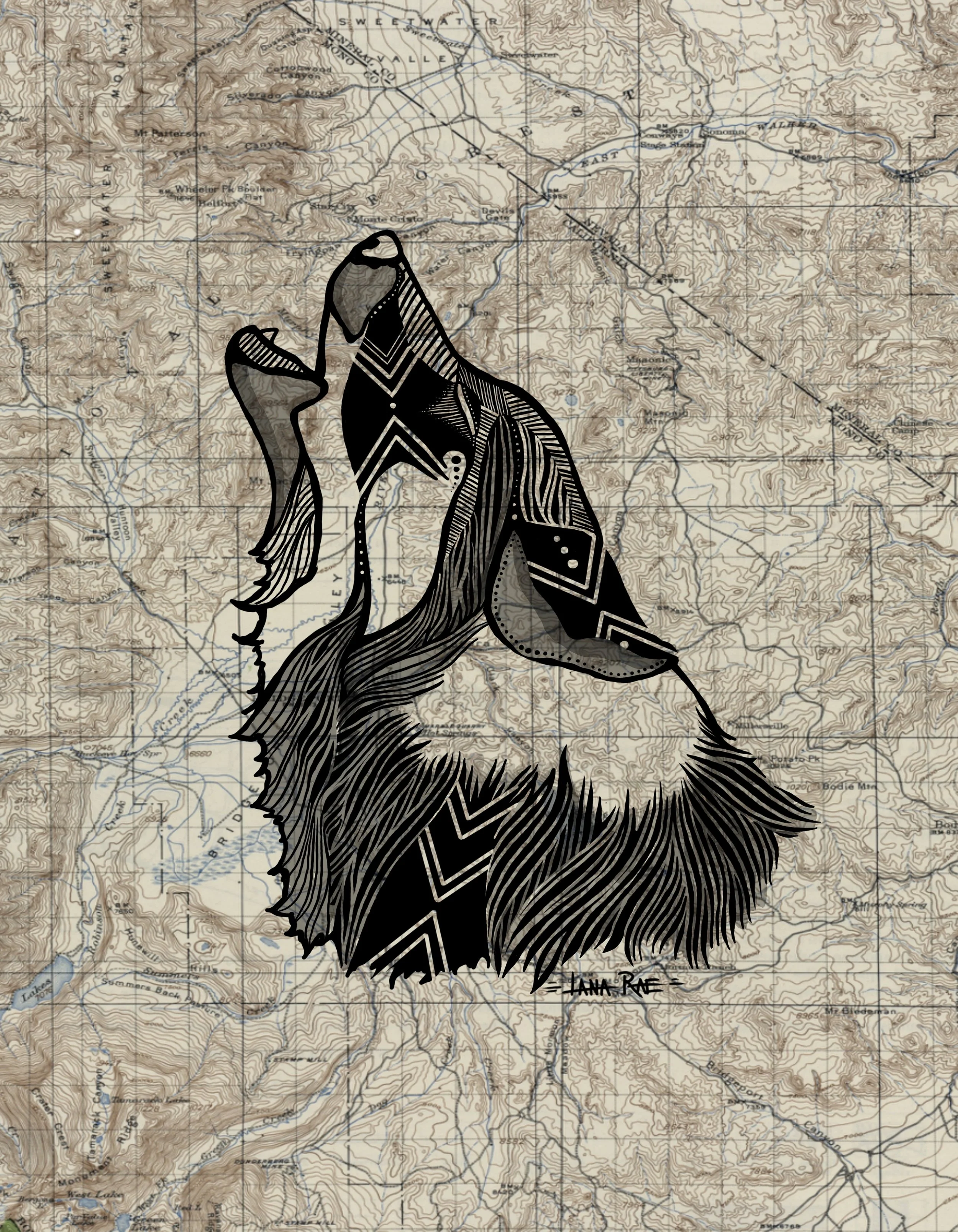 California Gray Wolf