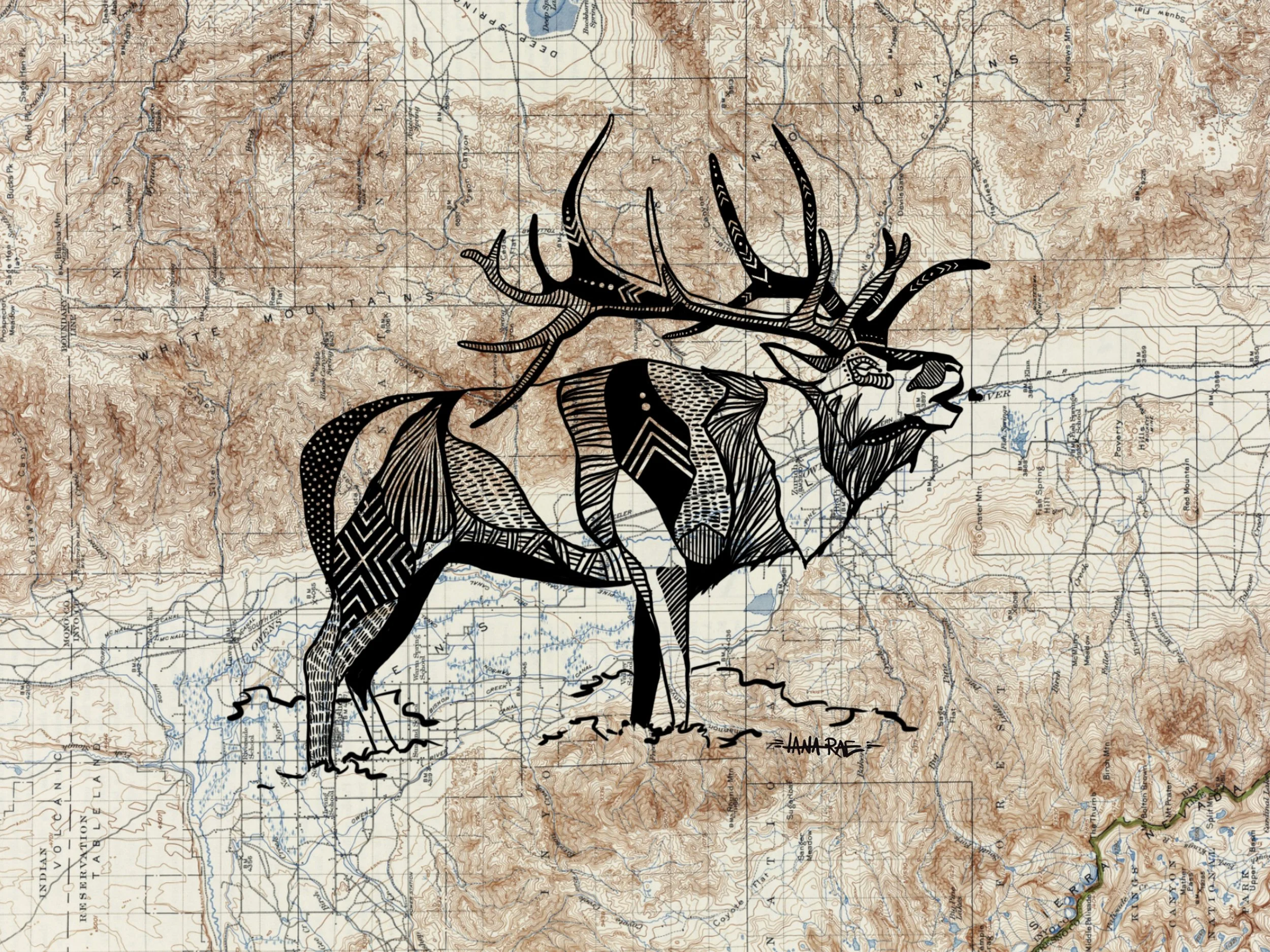 Tule Elk