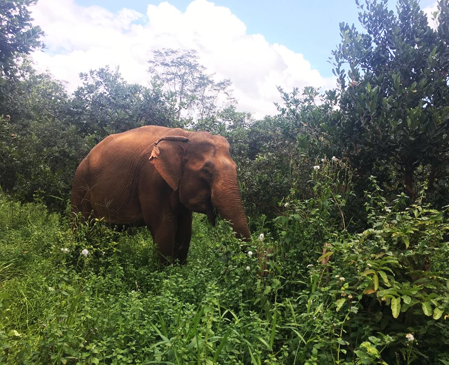 Elephant in the wild at Mondulkiri 1.png