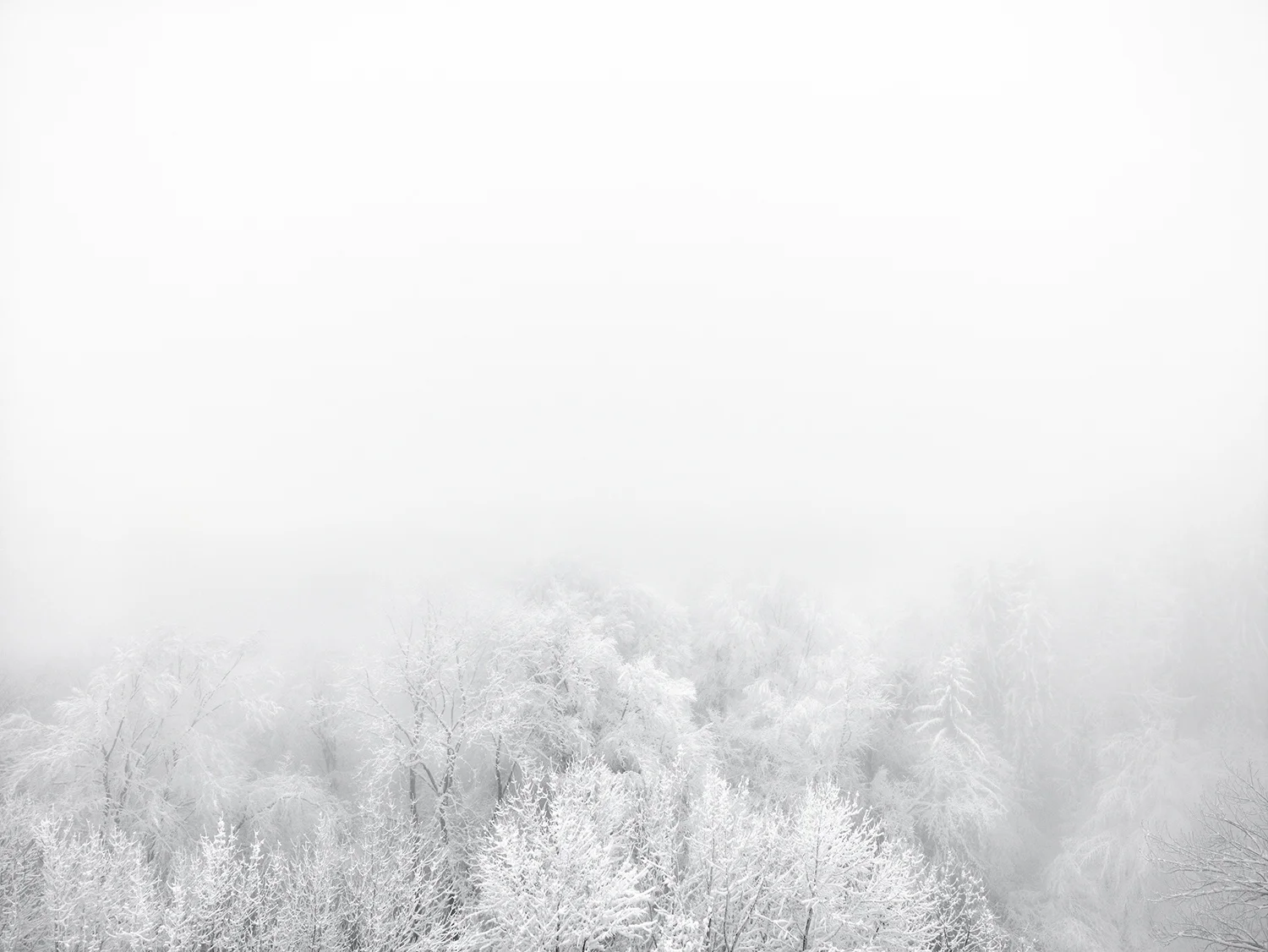 Winterwald