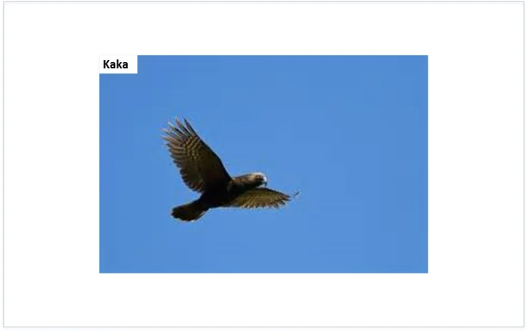 kaka.jpg