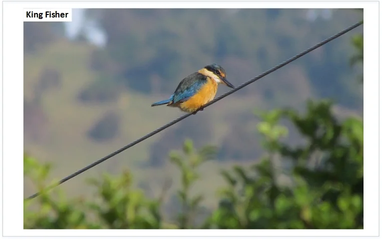 kotare-kingfisher.jpg