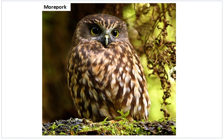morepork.jpg
