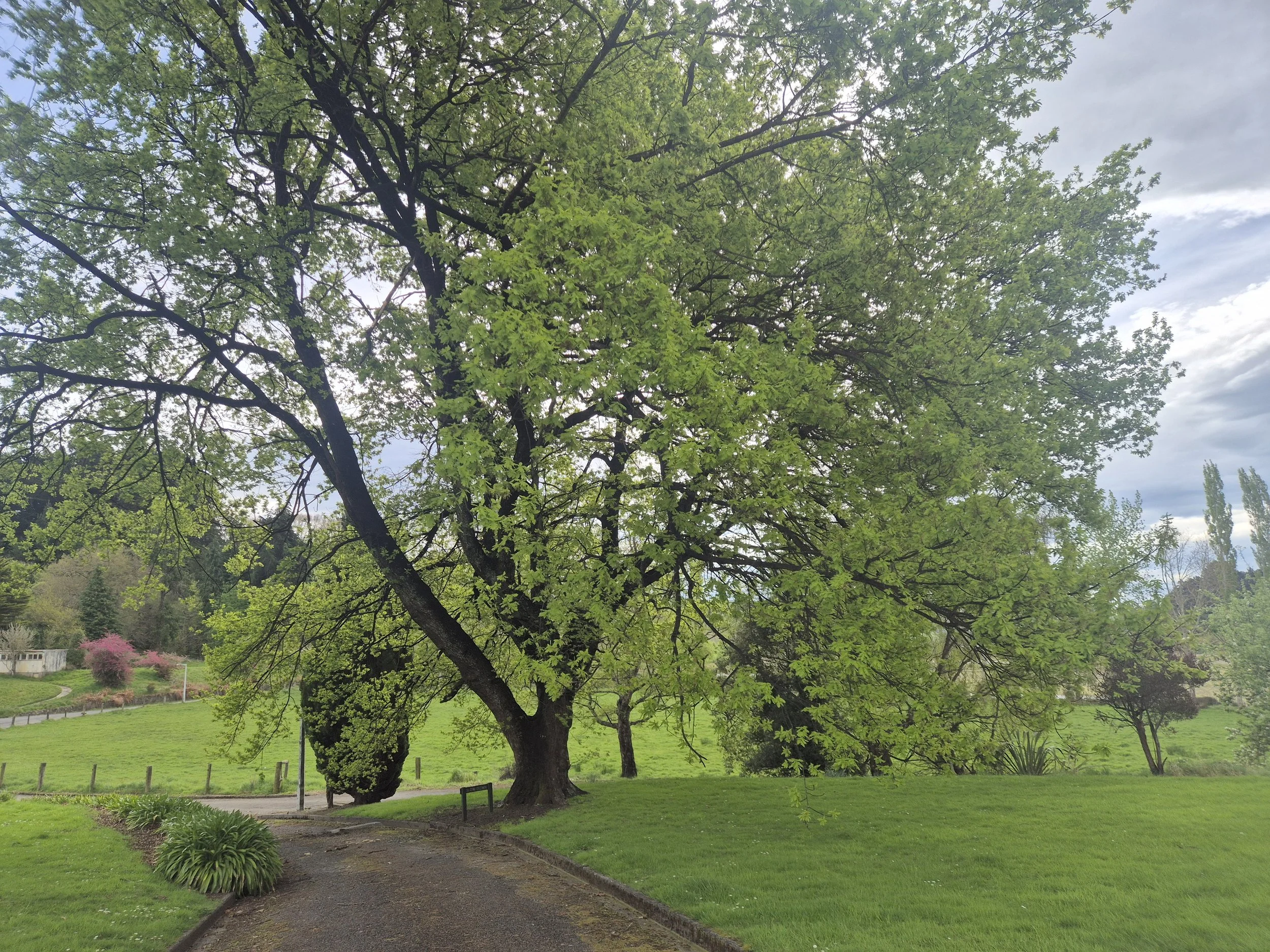 27-Grounds-mature-trees-142302.jpg