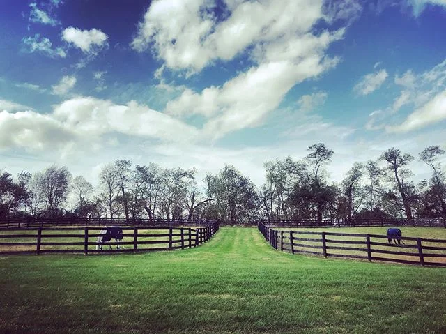 Felix and Bally enjoying these sunny days in Kentucky 🌾