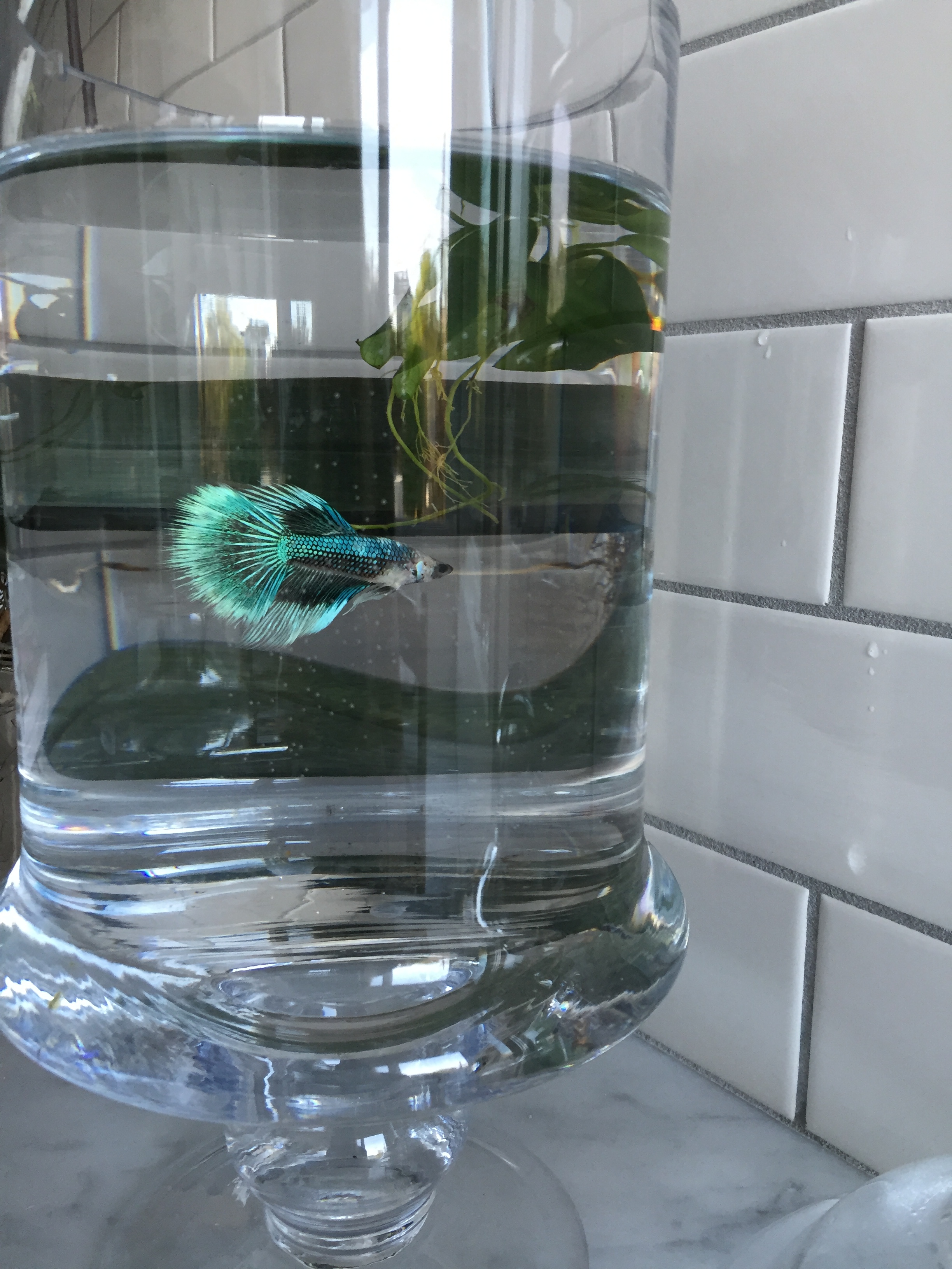No kitchen is complete without a little fishy friend--we named Mochi in honor of the rice paddy puddles from which we learned his ancestor hail.