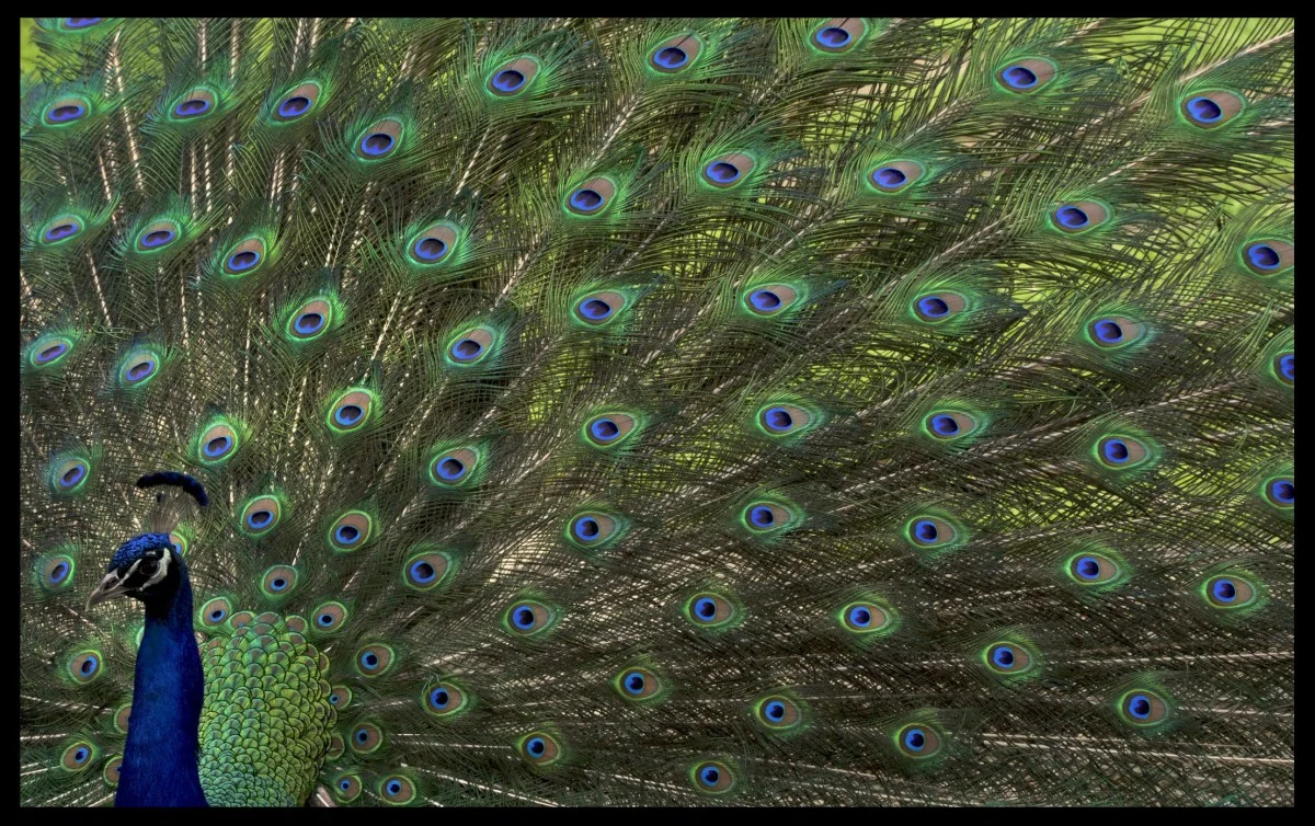 feathers1.jpg