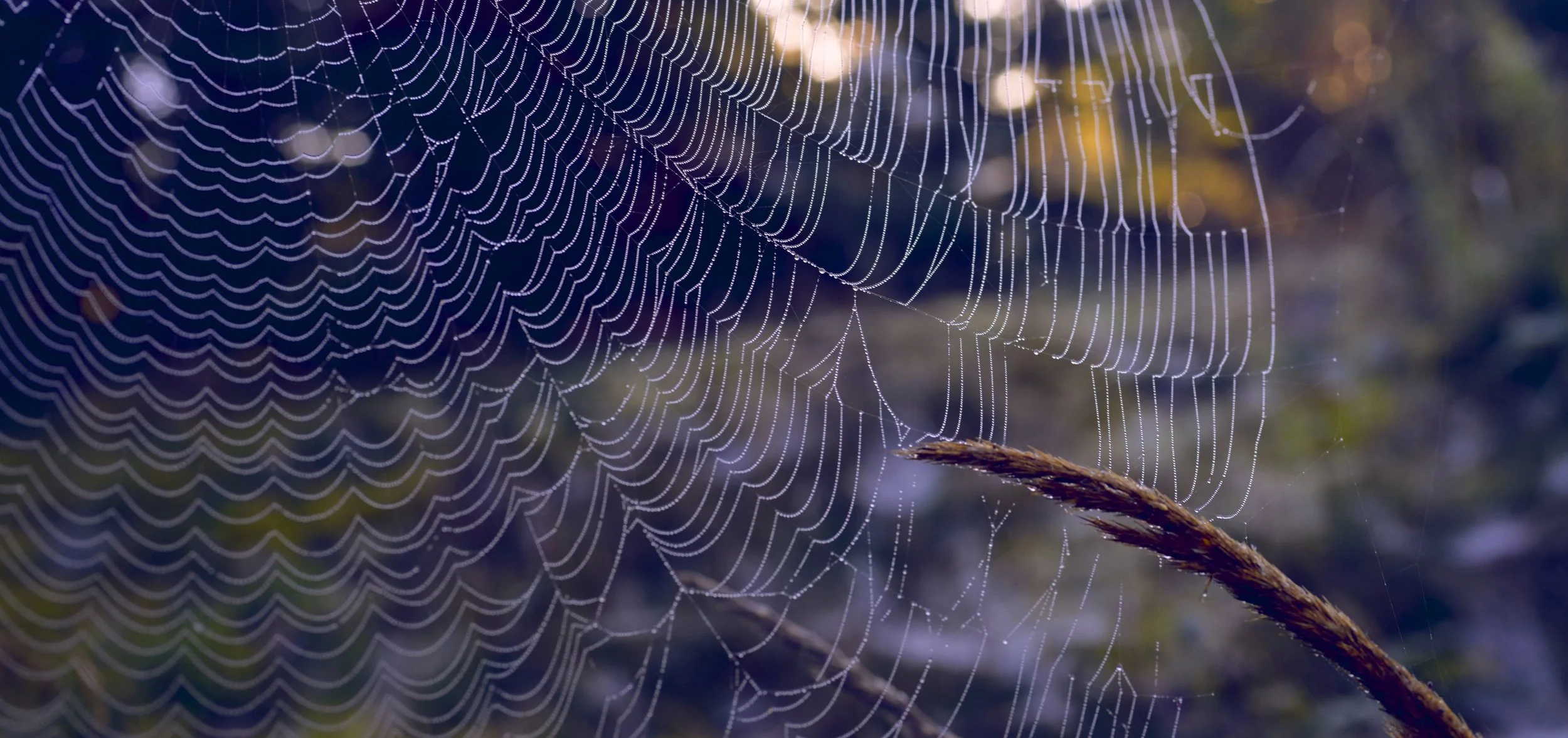 DSC_0704.jpg