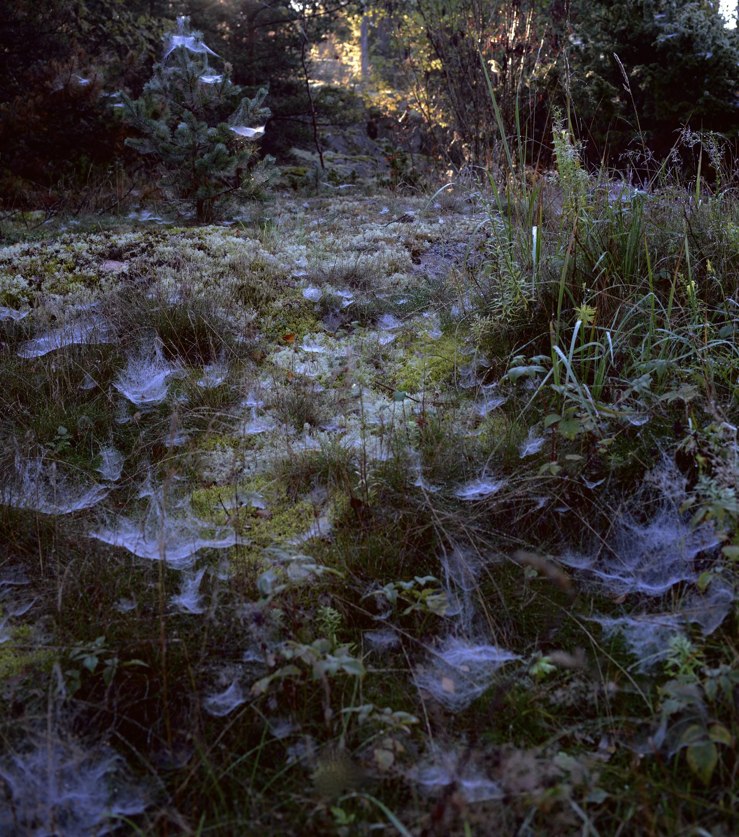 DSC_0705.jpg