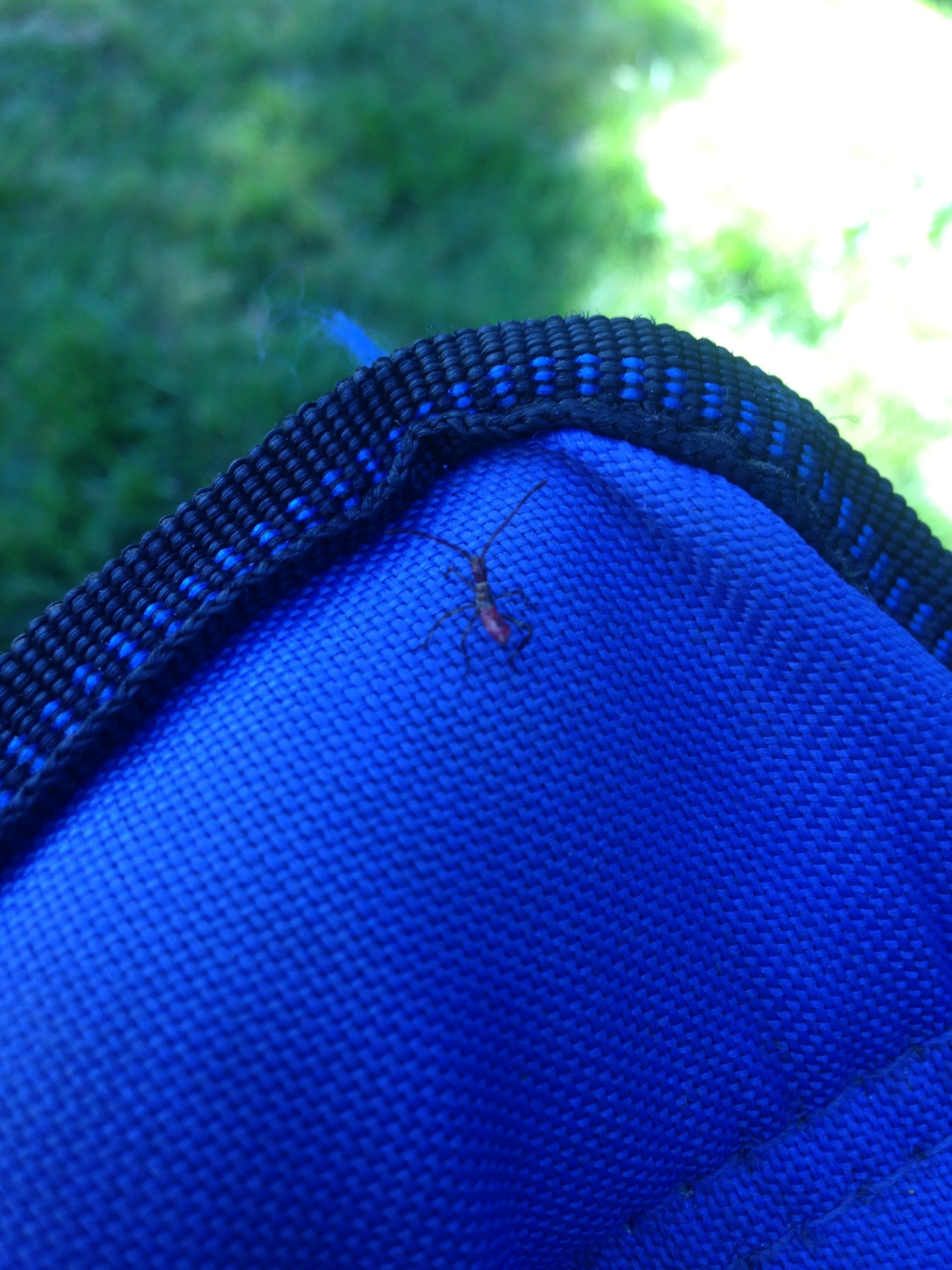 he kept scratching his back legs...eventually he wandered around and hopped on my finger, then I put him in the grass and he waddled away bugs are great because they kind of remind you how to make the best of your environment and just keep plugging along