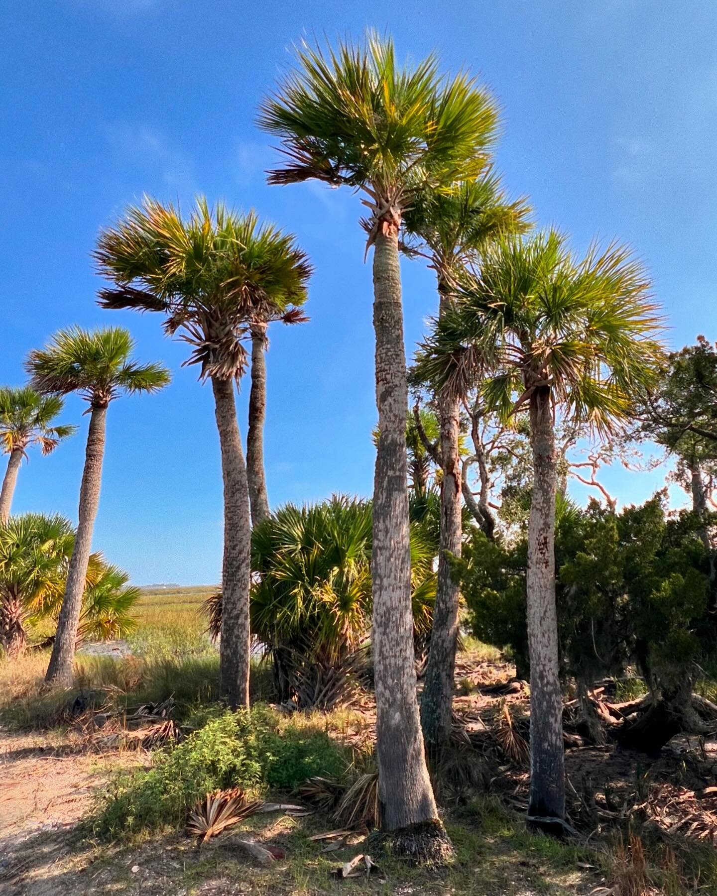 &ldquo;To the Spirit of Wild Places, so powerfully experienced on Ossabaw, that quickens us, and reminds us that we are a part of this magnificent creation called Earth.&rdquo;

#ossabaw 
#ossabawisland 
#nature
#barrierisland 
#creativity 
#recharge