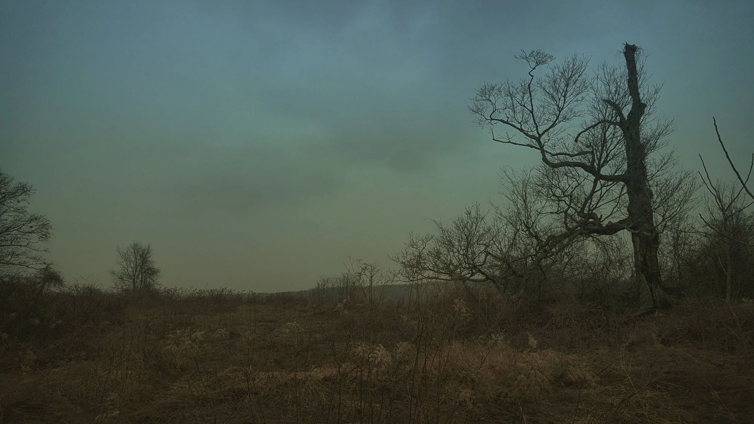 Nathaniel landsscape with broken tree.jpg