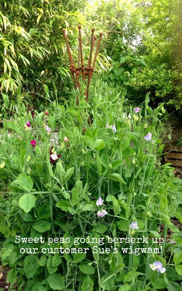 suefuller twitter in flower.jpg