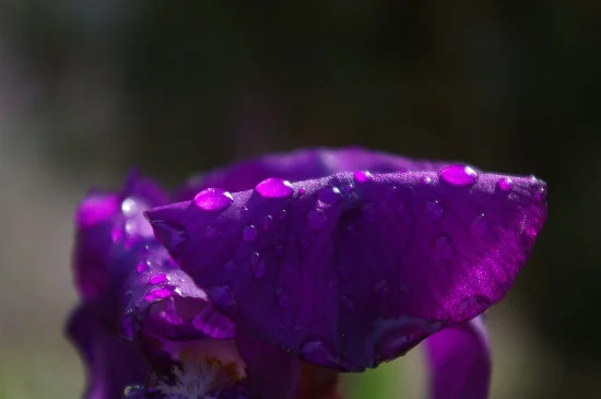 Flower with Dew Drops.jpg
