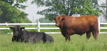 grassfedbeef4.jpg