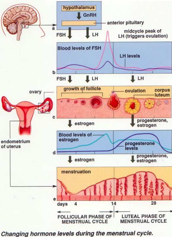 Menstrualchanginghormones.jpg