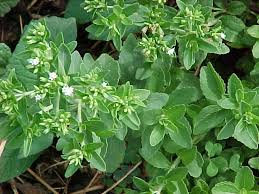 This is what Stevia looks like in nature