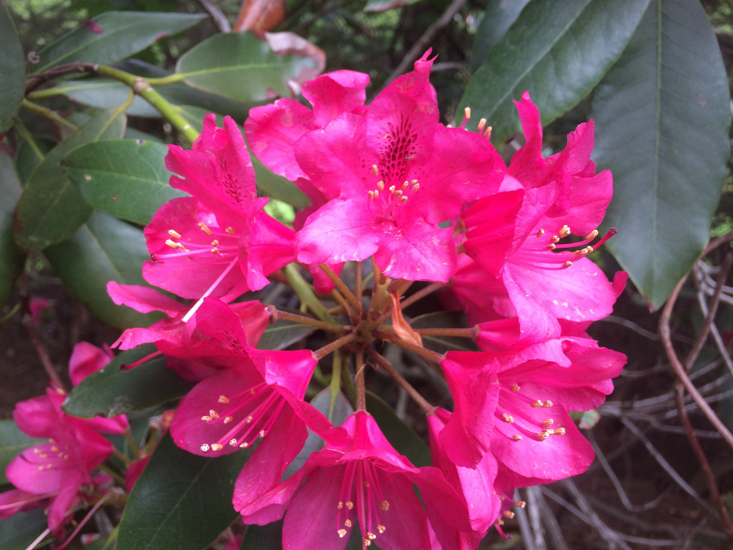 My sweet friend Laurie sent me a daily flower every morning from her garden all the way out in Halifax. Knowing you have friends to call on is one of the greatest feelings in the world. 