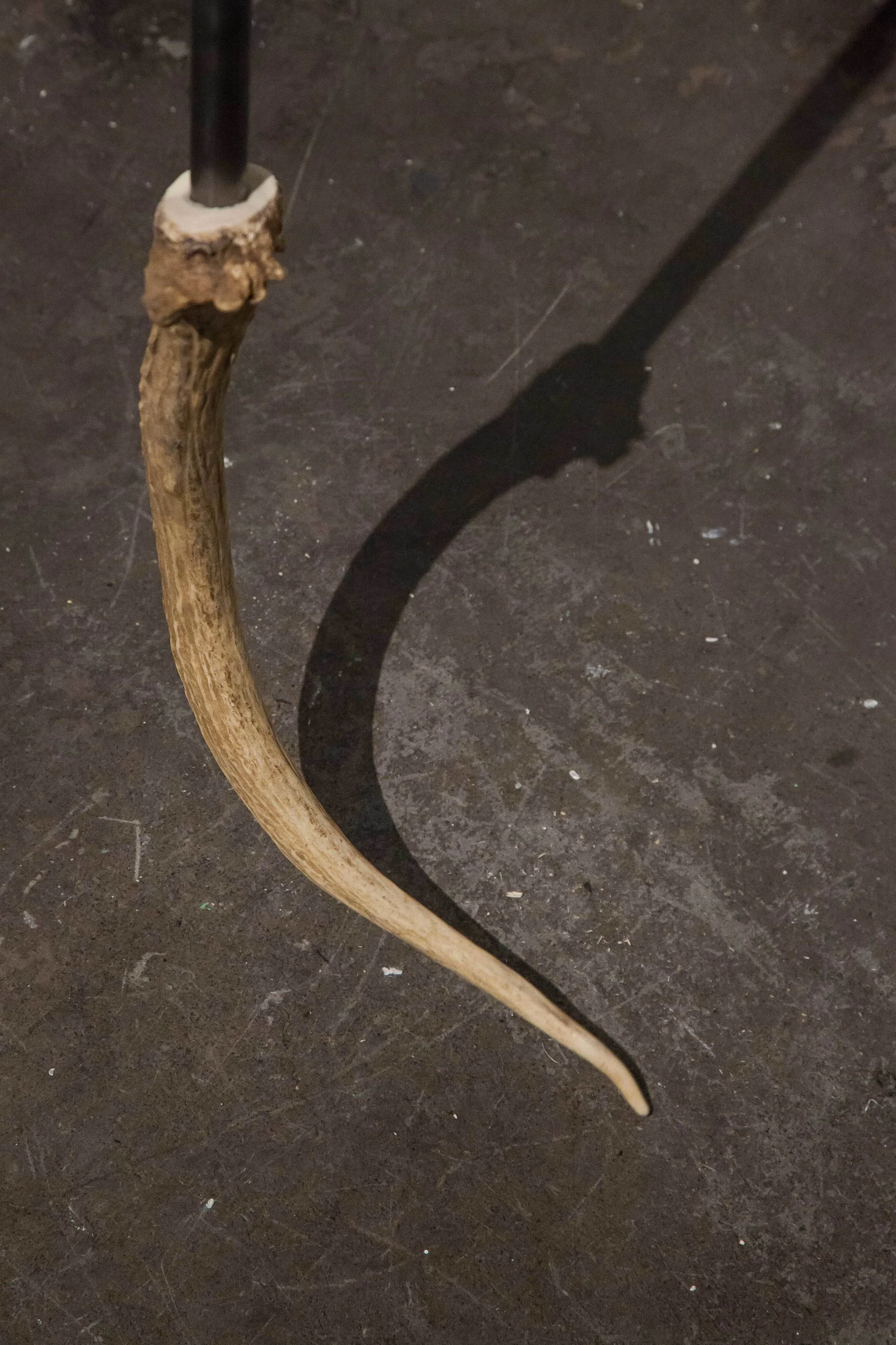Antler_close.jpg