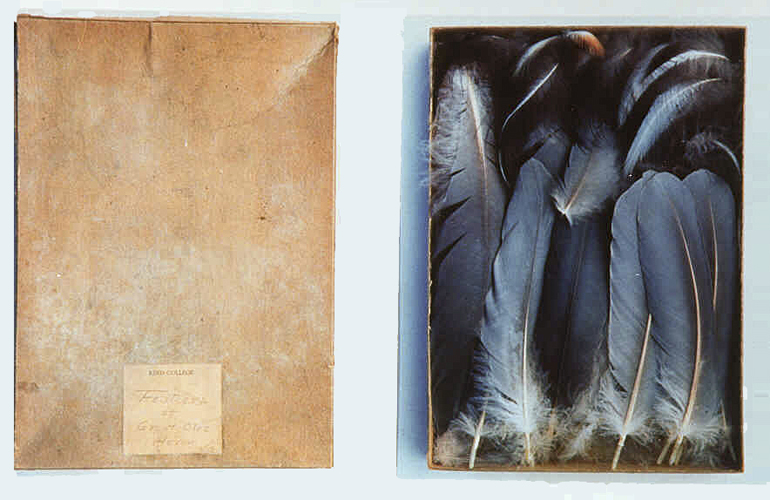  Dianne Kornberg,&nbsp; Feathers of Great Blue Heron &nbsp;(1993, Cibachrome print, 40 x 64 inches), DK.9.1-.2 