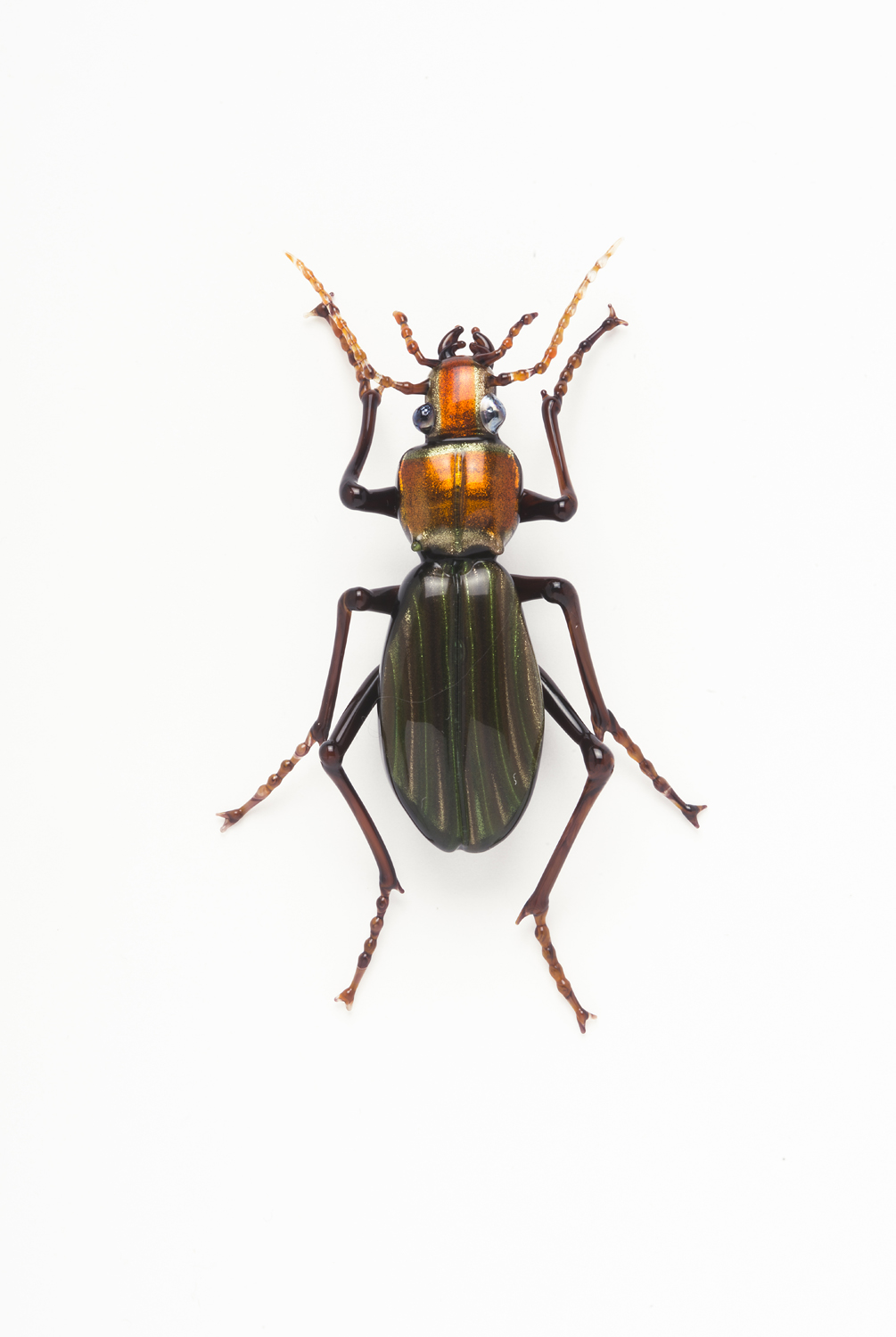  Vittorio Costantini,&nbsp; Family: Carabidae, "Chrysocaabus Auronitens"&nbsp; (2005, soda-lime glass, 2 3/4 x 1 3/4 x 1/2 inches), VC.6 