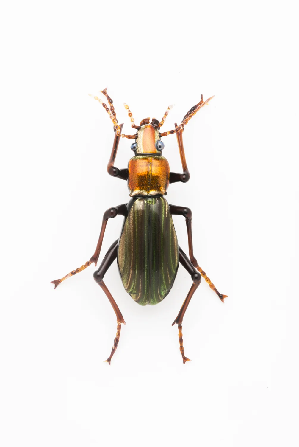  Vittorio Costantini,&nbsp; Family: "Chrysocarabus Auronitens"&nbsp; (2005, soda-lime glass, 2 5/8 x 1 5/8 x 9/16 inches), VC.19 