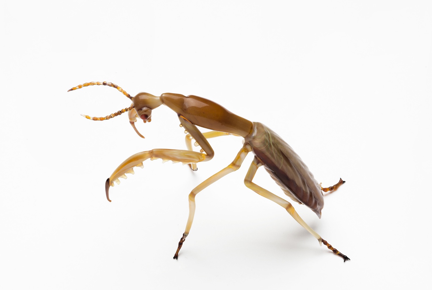 Vittorio Costantini, Order: Mantodea, "Mantis Religiosa" (Male) (2005, soda-lime glass, 3 1/4 x 1 1/2 x 2 1/8 inches), VC.43