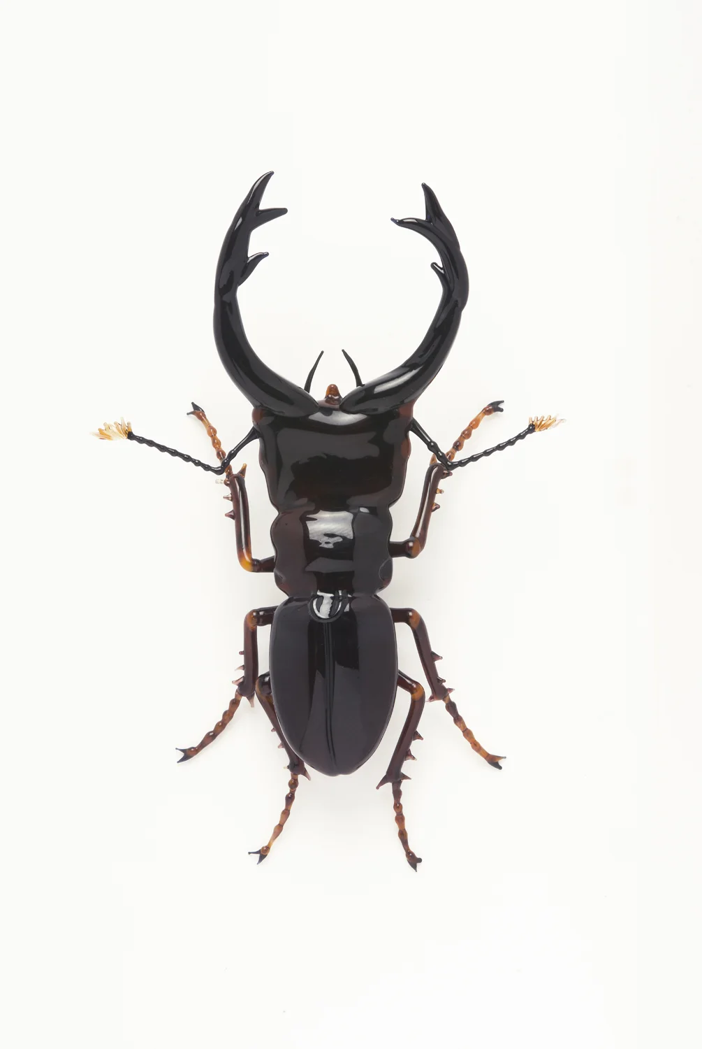 Vittorio Costantini, Family: Lucanidae "Cyclommatus pulchellus" (2005, soda-lime glass, 3 7/16 x 2 5/16 x 3/4 inches), VC.53