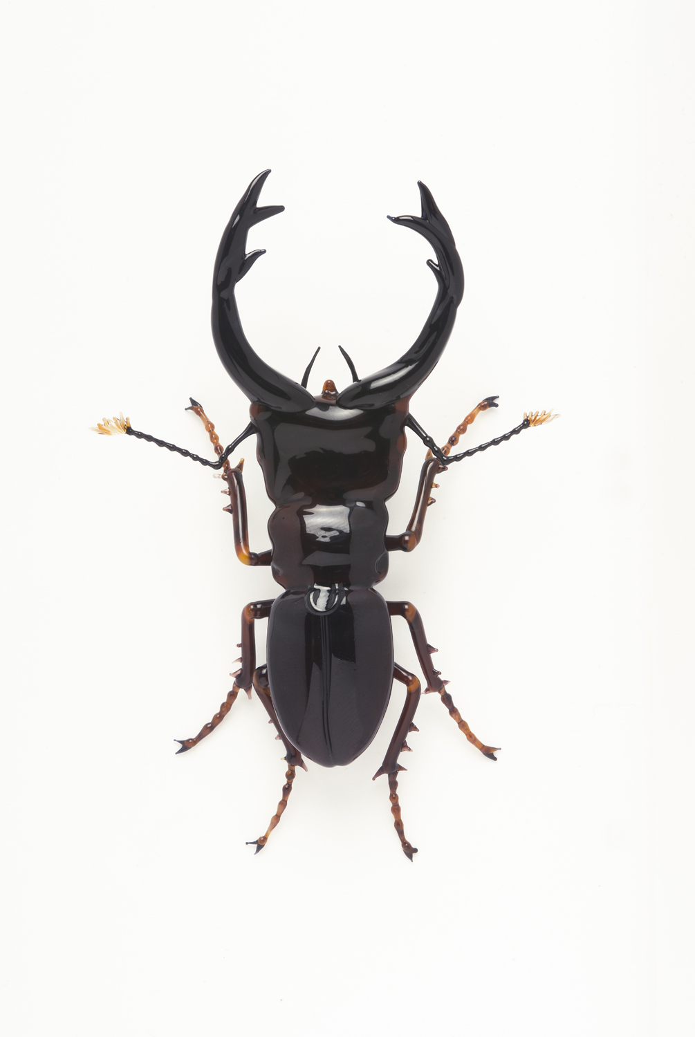 Vittorio Costantini, Family: Lucanidae "Cyclommatus pulchellus" (2005, soda-lime glass, 3 7/16 x 2 5/16 x 3/4 inches), VC.53