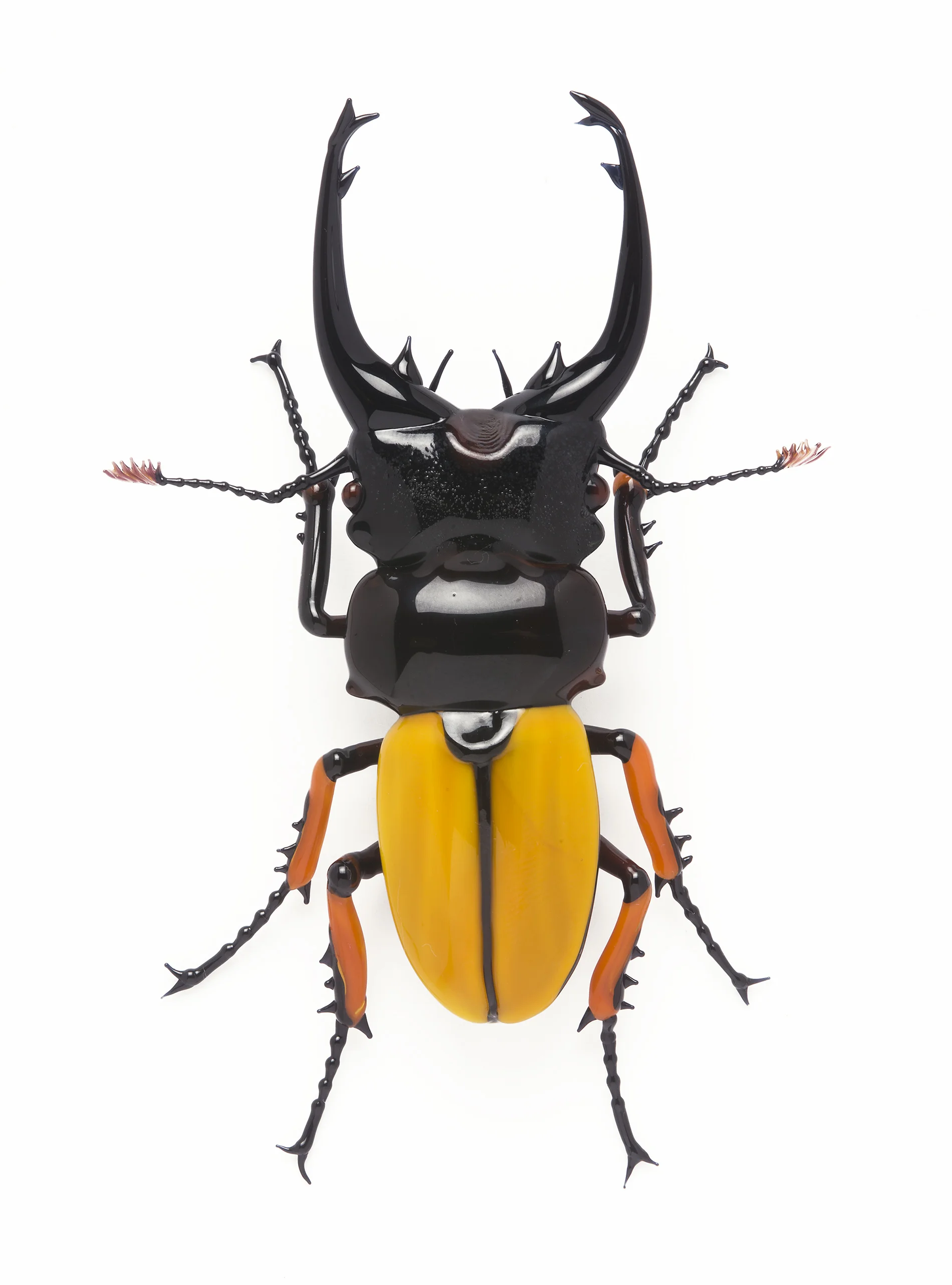 Vittorio Costantini, Family: Lucanidae "odontolabis femoralis" (2005, soda-lime glass, 3 13/16 x 2 9/16 x 11/16 inches), VC.54