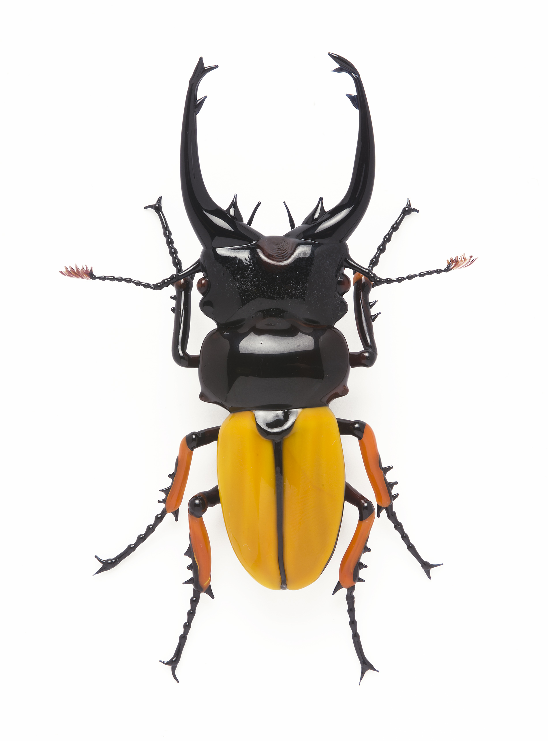 Vittorio Costantini, Family: Lucanidae "odontolabis femoralis" (2005, soda-lime glass, 3 13/16 x 2 9/16 x 11/16 inches), VC.54
